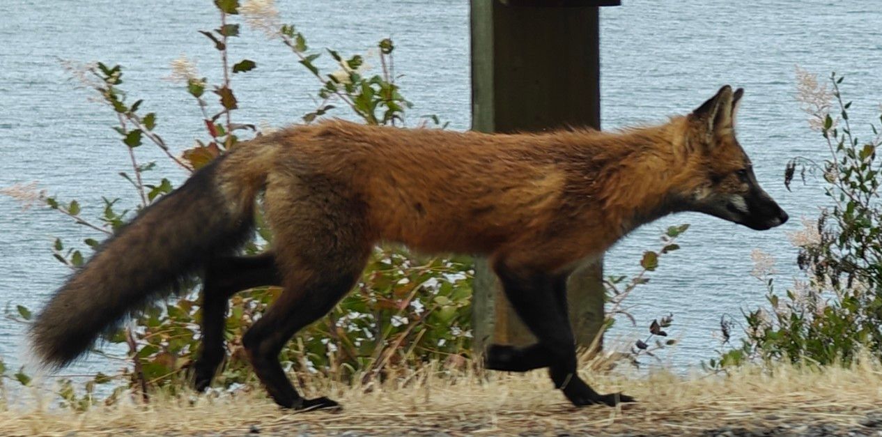 An orange fox with black tail, feet, and muzzle walking along a road in front of an ocean cliff.