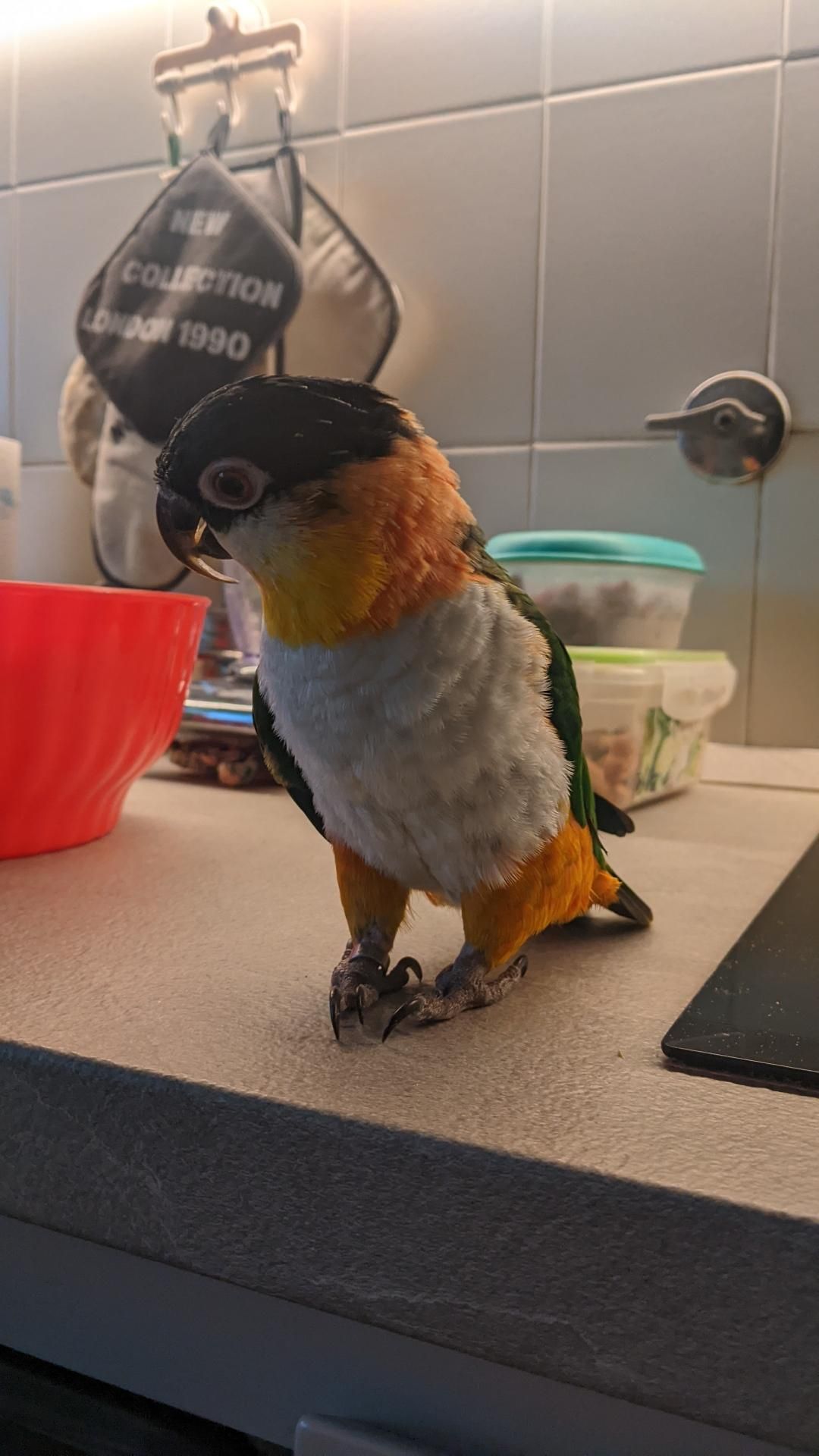 the parrot Nemo stands on the kitchen counter and looks right, a red bowl beside him
