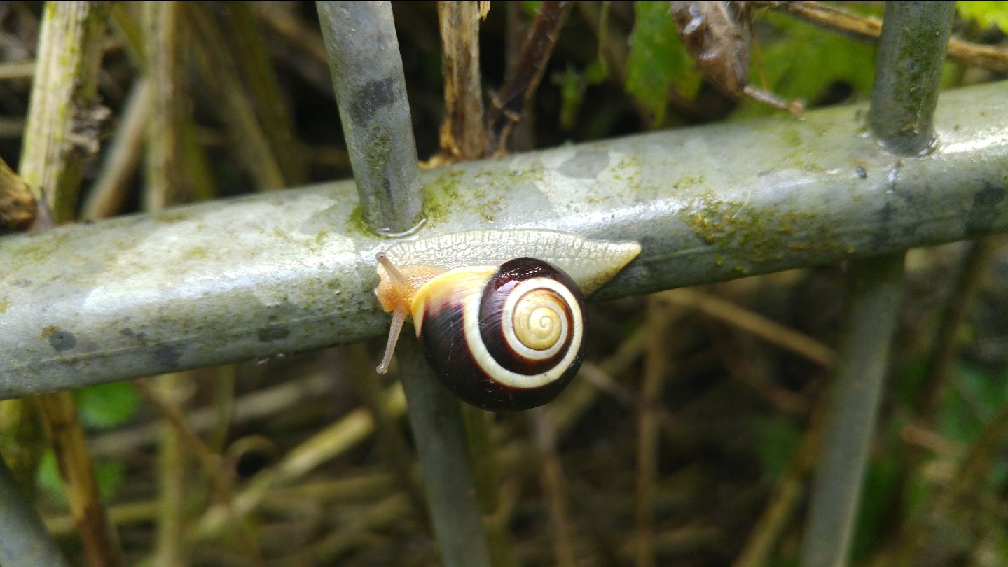 Eine gebänderte Gartenschnecke, deren Haus eine wunderschöne, kontrastreiche braun-gelbe Spirale aufweist. Sie kriecht von rechts nach links auf einem grauen Metallzaunelement. Im Hintergrund Stiele und Blätter von Brennesseln.