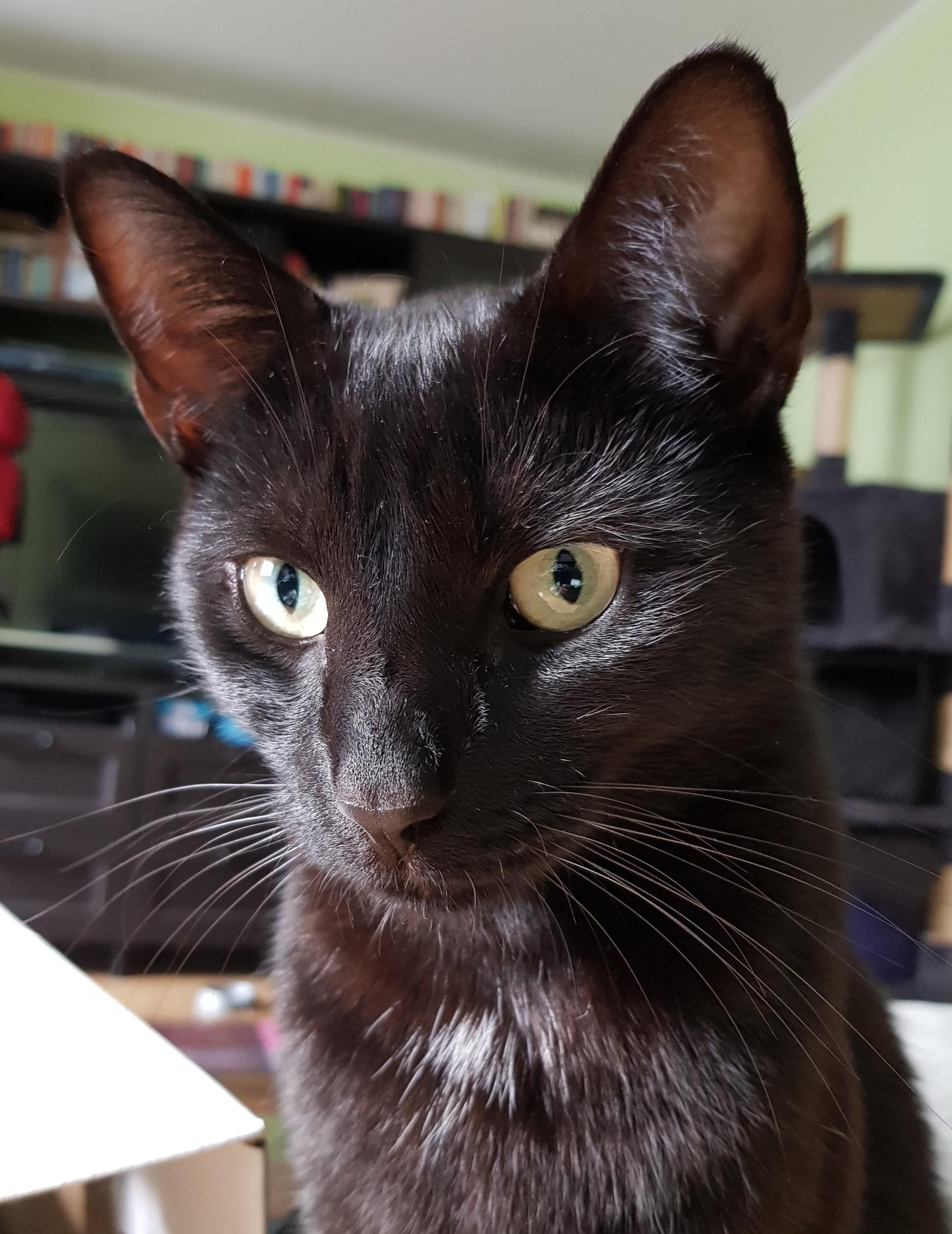 Head and shoulders shot of a black cat, who is looking slightly down and to his right, giving the impression of slight confusion