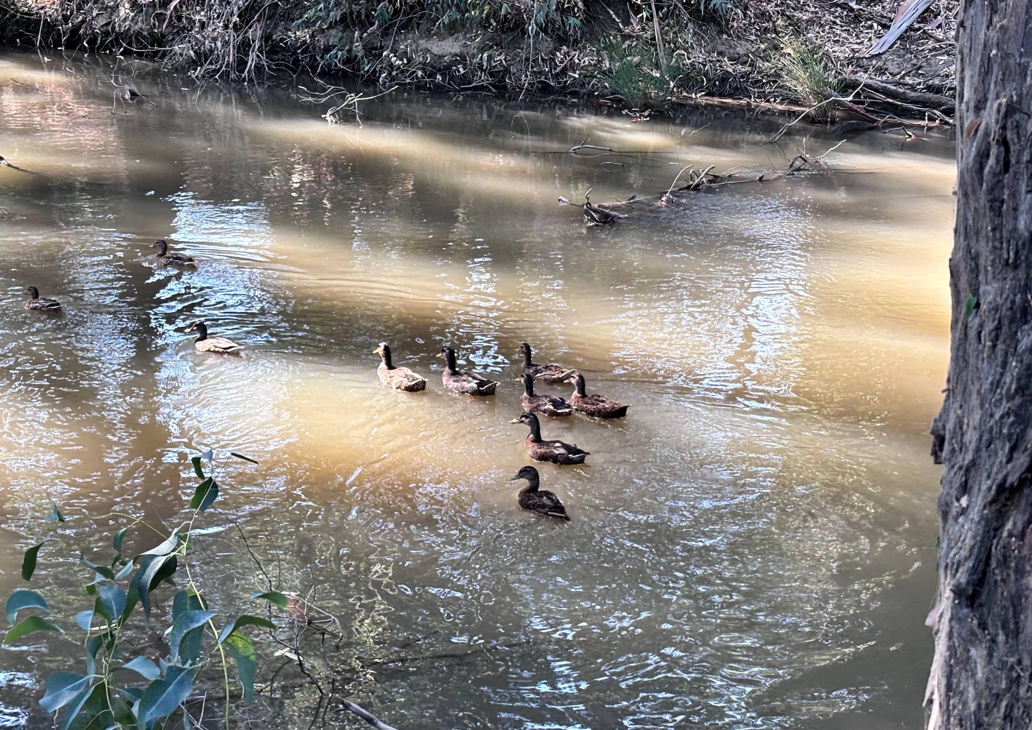 A group of ducks swimming in a shallow, muddy river surrounded by trees and vegetation.
