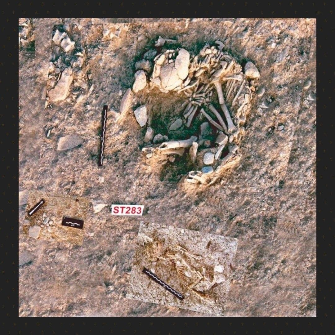 Foto della scoperta

Picture of the discovery