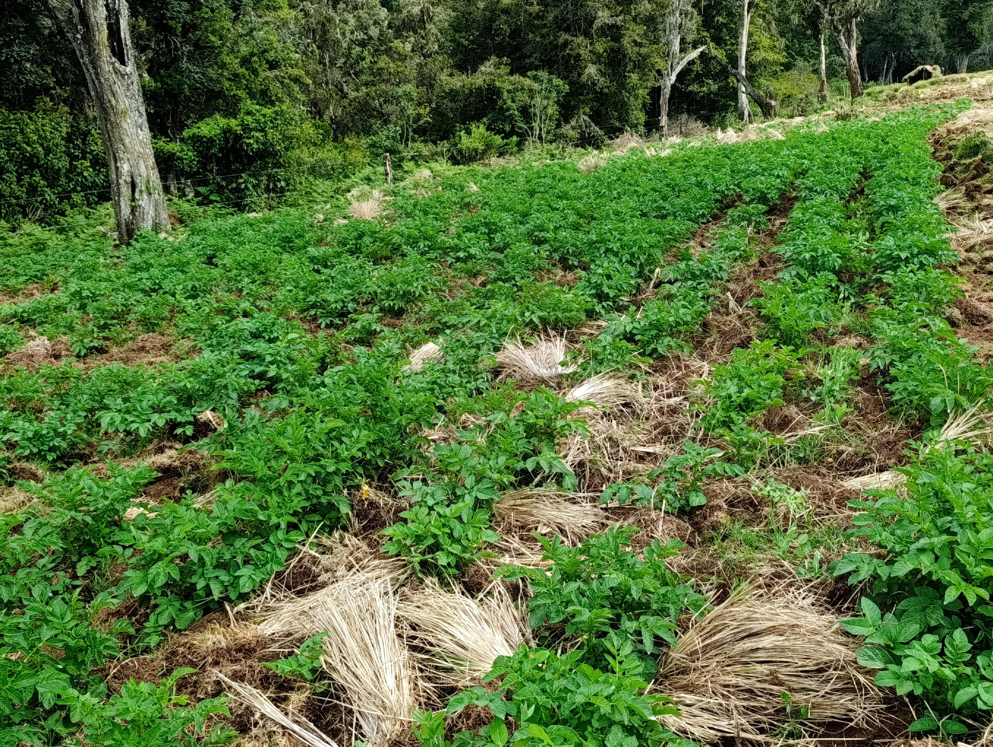 Potatoes planted in the forest 