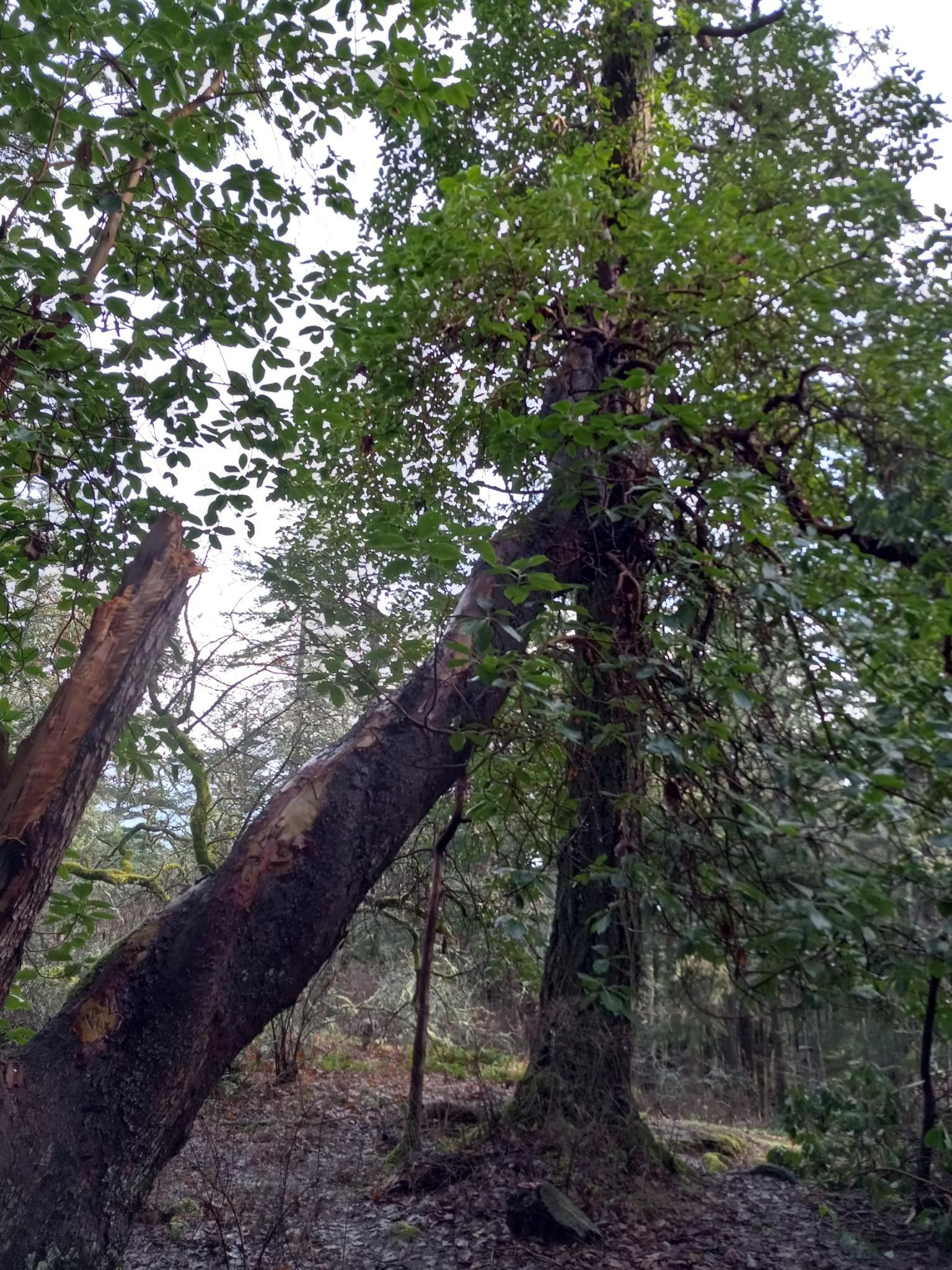 A curvy, red-trunked arbutus tree with bright green leaves leaning on a very straight douglas fir tree in the woods.