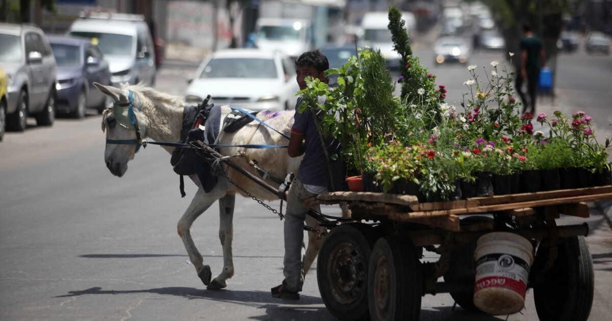 A Gaza un âne tire une charette remplie de plots de plantes vertes et de fleurs.