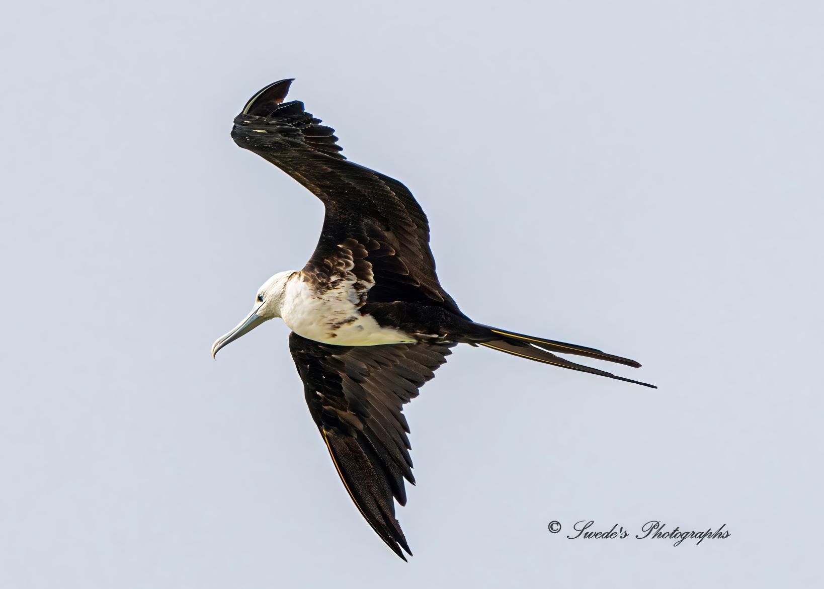"A magnificent frigatebird (Fregata magnificens) glides through a cloudless sky, its wings stretched wide in a sweeping arc that defies gravity. The bird’s silhouette is striking—long, slender wings tapering to sharp points, dark as polished obsidian, framing a stark contrast against its white head and chest. Its beak, long and gently curved, is a pale bluish-gray, like driftwood bleached by sun and sea. At the base of the beak, a small, dark eye gleams—deep, glossy black like a drop of ink suspended in light.

Trailing behind is its deeply forked tail, split like a pair of black ribbons fluttering in the wind. The tail’s shape adds to the bird’s aerodynamic finesse, acting like a rudder that helps it steer with precision through open skies. It curves and flexes subtly as the bird adjusts its glide, a quiet choreography between feather and air.

Suspended in midair, the frigatebird appears almost motionless, yet its posture speaks of mastery over the wind. The wings, spanning over seven feet, are built for soaring—allowing it to ride thermals for hours without a single flap. The white plumage on its head and chest gleams against the deep sky, drawing the eye to its regal profile.

There’s a sense of quiet power in the image, as if the bird is both observer and wanderer, tracing invisible paths through the atmosphere. The photograph, signed “Swede’s Photographs” in the bottom right corner, captures not just a moment of flight, but the essence of freedom and grace." - Copilot