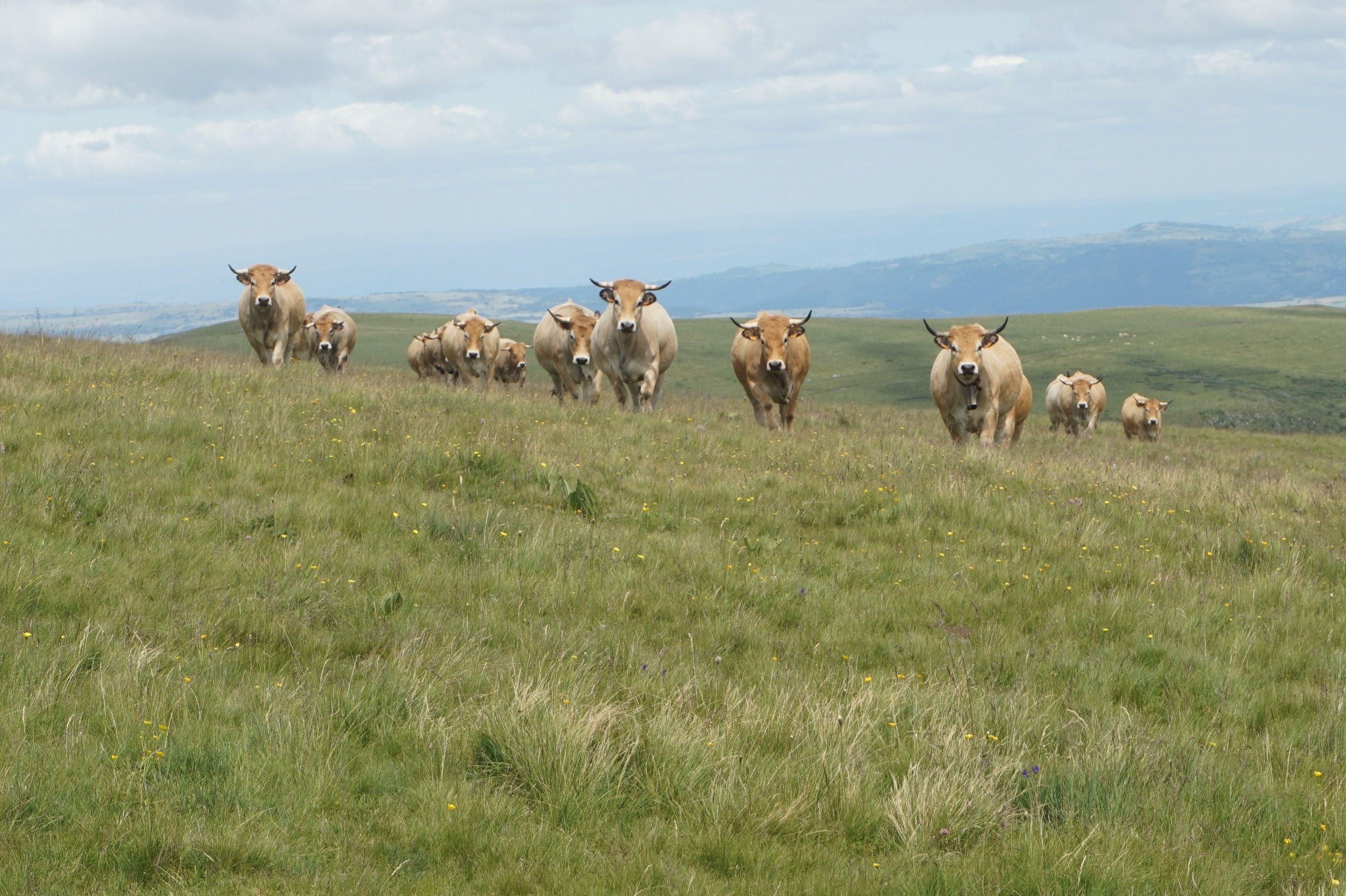 Une douzaine de vaches aubrac en train de marcher dans ma direction.