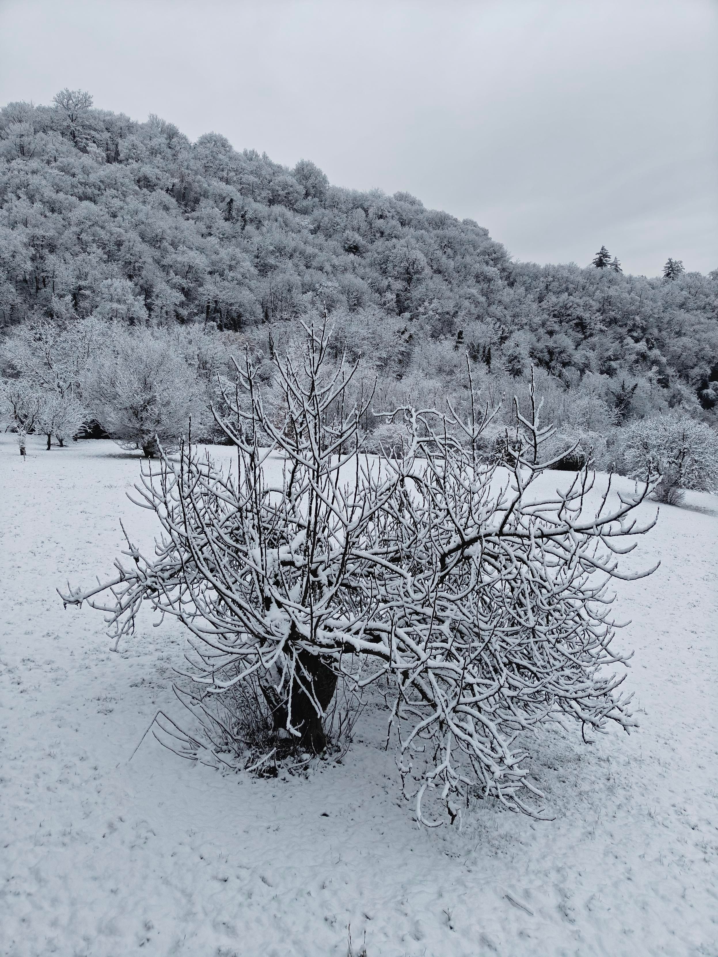 Paesaggio invernale. In primo piano, un albero di fico, ramificato e senza foglie, è appesantito dalla neve. Il terreno circostante è un manto bianco uniforme. Sullo sfondo, una collina densamente ricoperta di alberi innevati crea una texture continua che si fonde con il cielo nuvoloso e piatto.