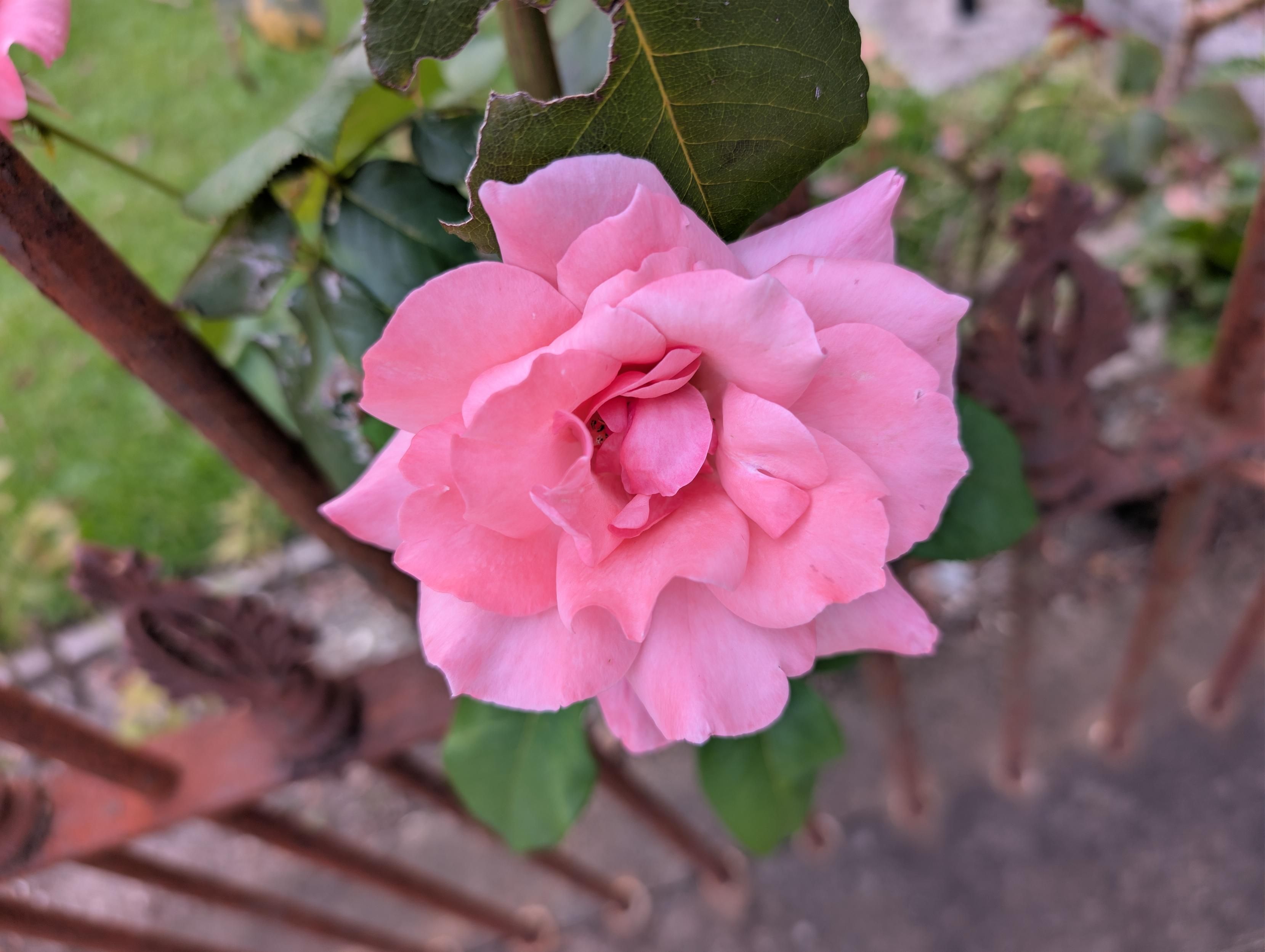A beautiful pink rose in bloom