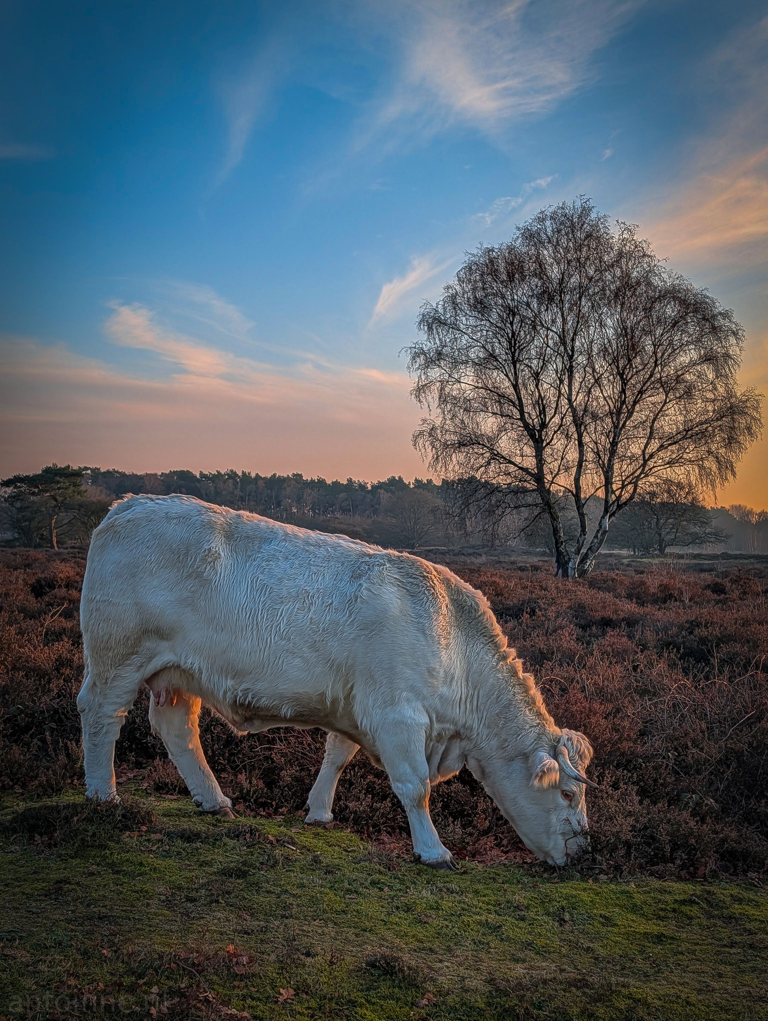 A Charolais cow dominates the foreground. It is captured in profile, grazing on the sparse vegetation. The low sun highlights the texture of its creamy-white coat.

To the right, a slender birch tree stands with its thin, bare branches silhouetted against the sky. The sky transitions from a soft orange and pink near the horizon to a clear, pale blue at the top.