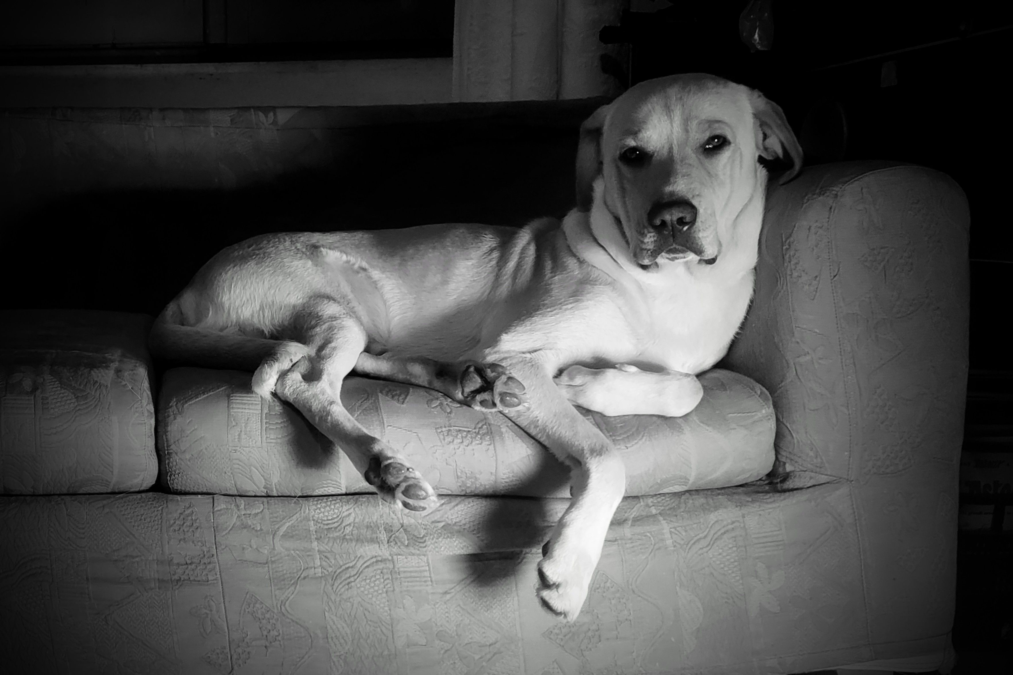 La foto mostra un cane sdraiato su un divano. Il cane è un meticcio simil labrador, di taglia medio-grande, con pelo chiaro, color crema. È ripreso in bianco e nero, creando un'atmosfera calma e intima. L'animale ha un'espressione rilassata e sembra a suo agio, con le zampe distese casualmente. L'illuminazione è soffusa e mette in risalto il cane rispetto allo sfondo scuro. Il divano ha una texture decorata con motivi floreali o geometrici.

