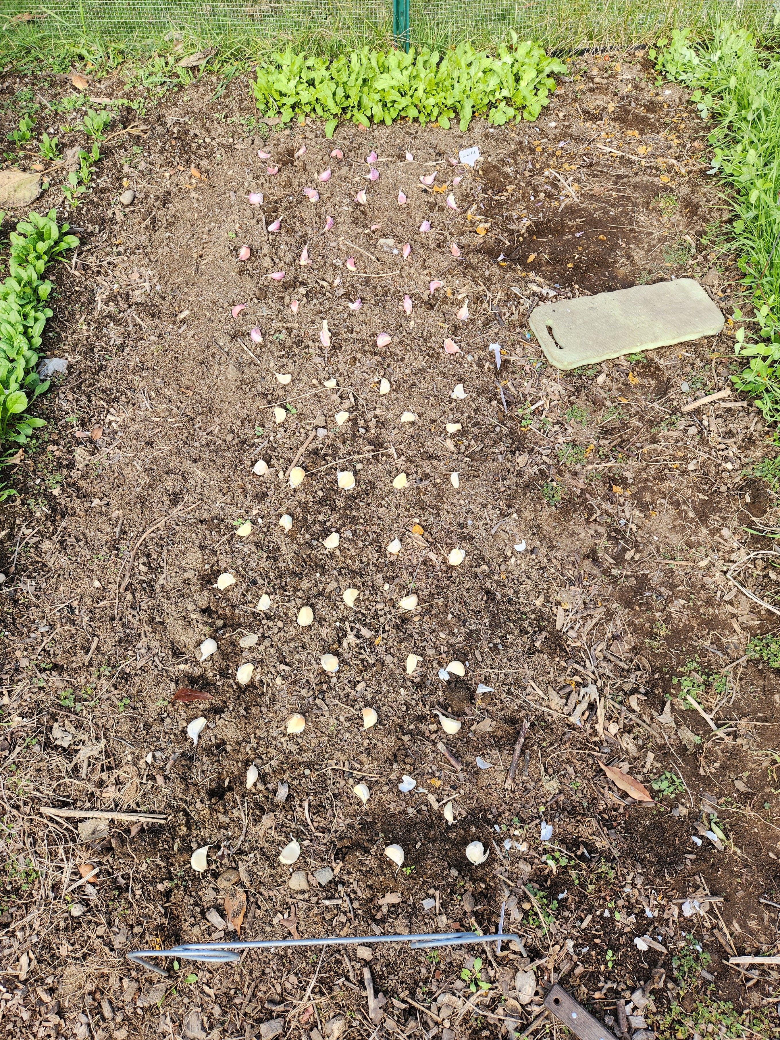 A row of garlic bulbs laying on top of the dirt ready for planting. There is a kneeling pad on the side of the row, and a small plot of arugula at the end of the row.