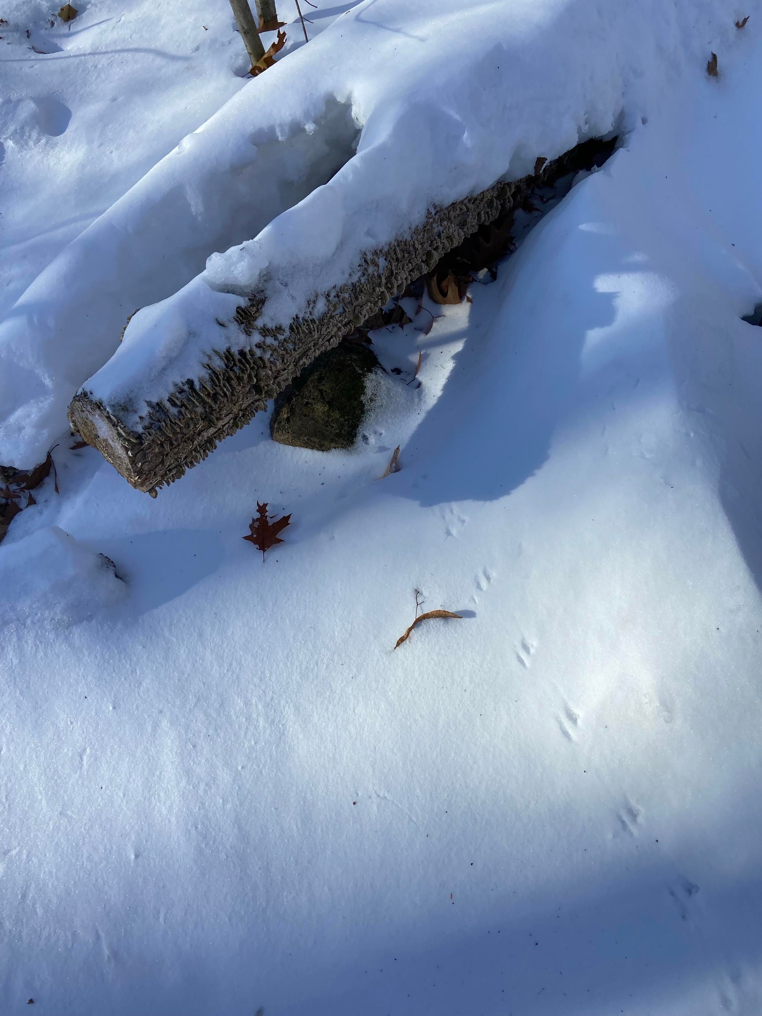 A trail of tiny animal prints, shallow pairs of impressions in the snow. It looks like it hopped along and under a couple of snow covered logs. 