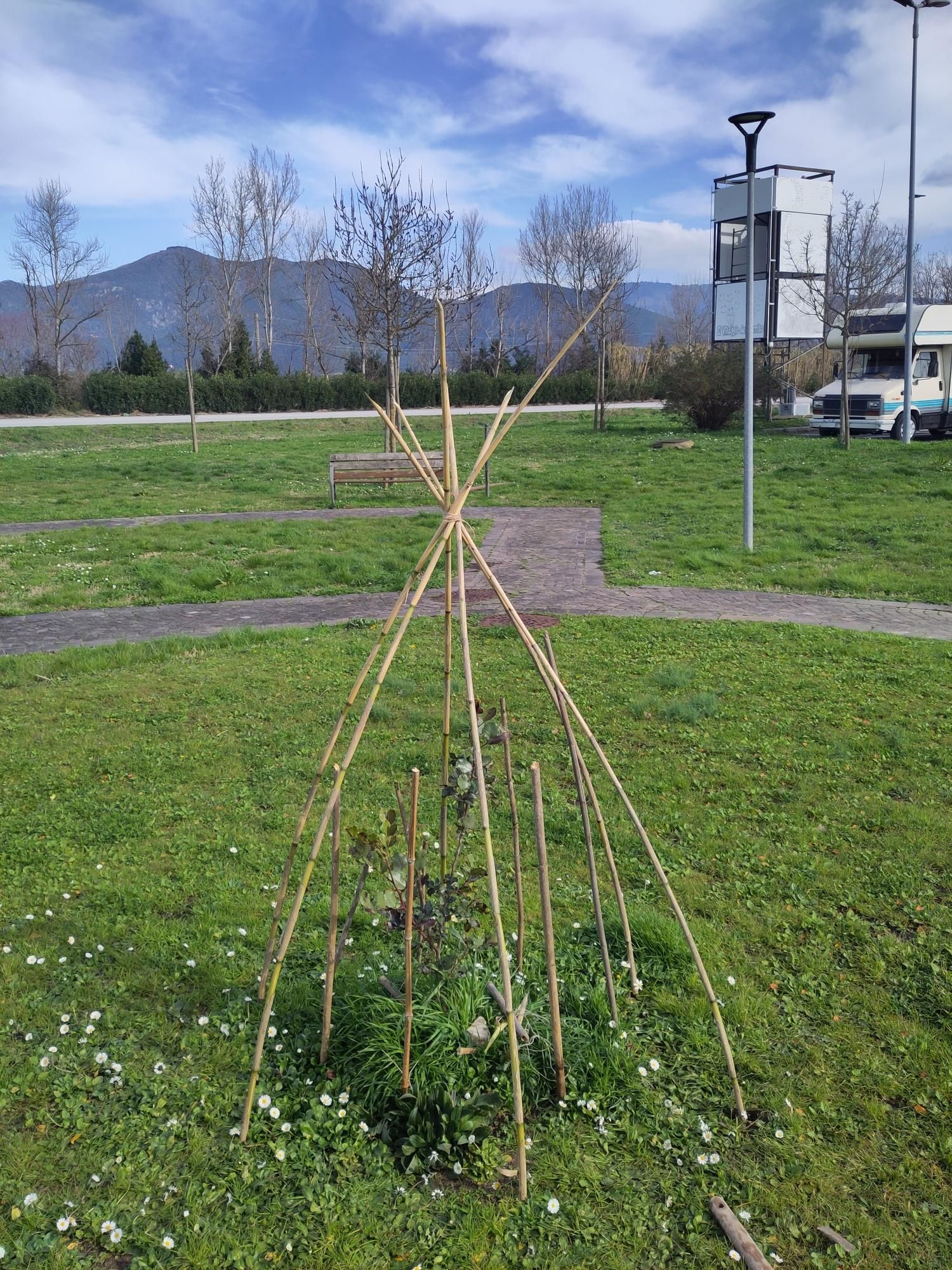 giovane carrubo con le foglie strinate dal freddo e dall'eccessivo umido.