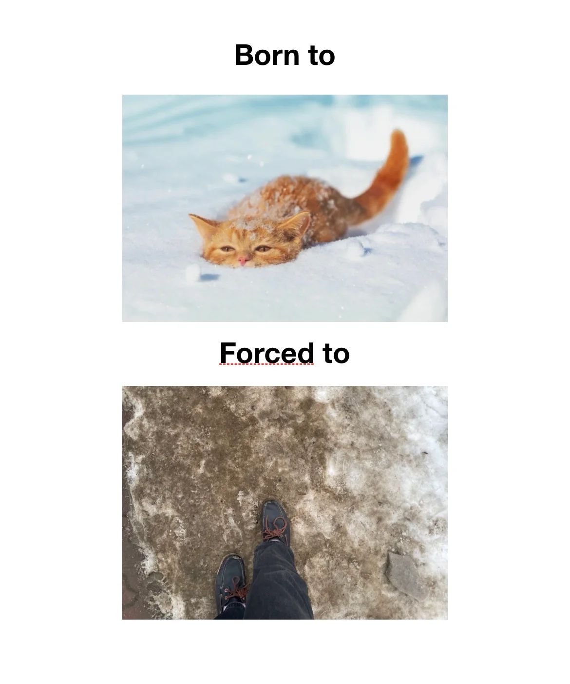 Born to
*orange cat in the snow*
Forced to
*walk through snowy mud*