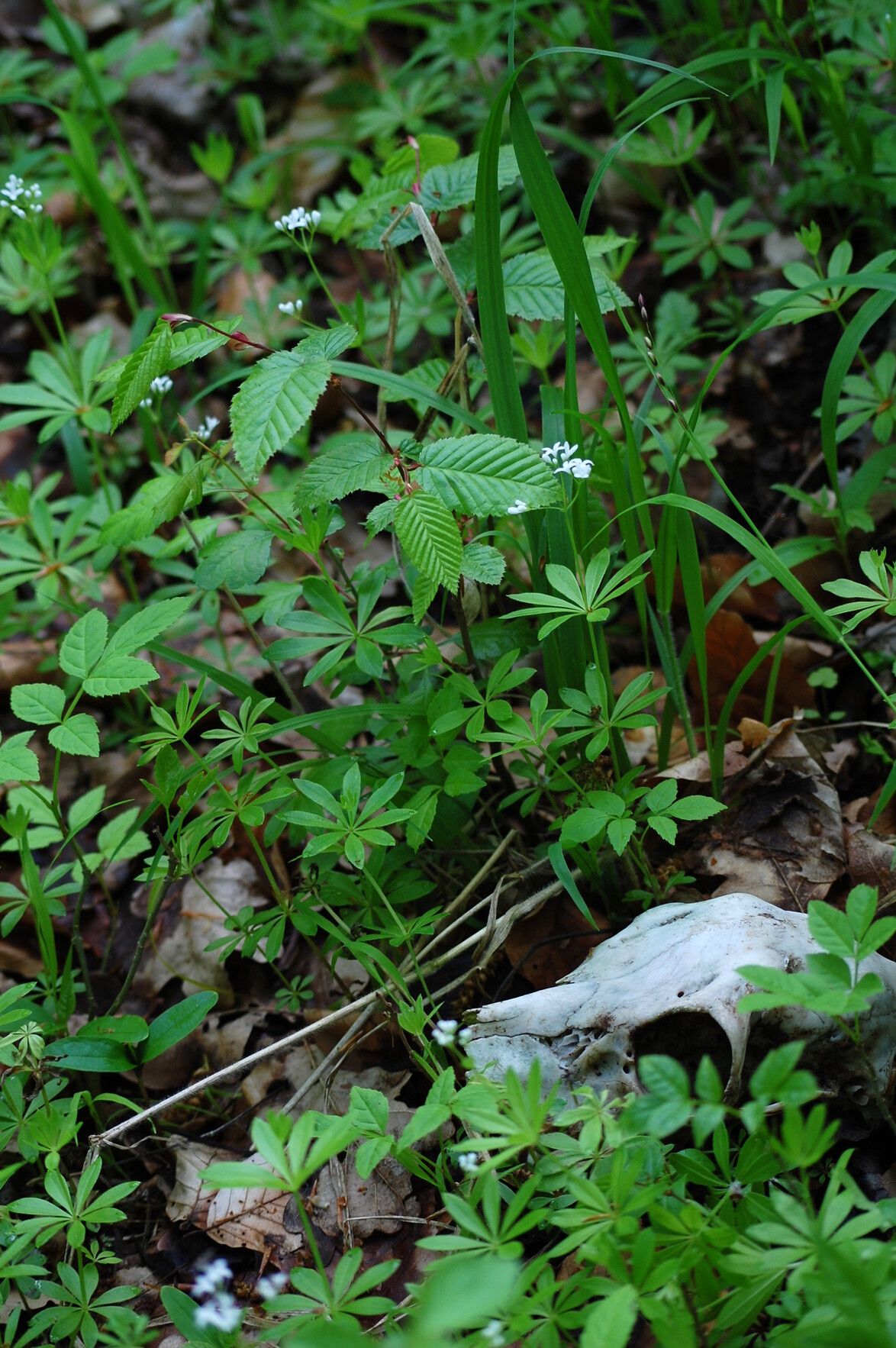 Foto eines Rehkitz-schädels inmitten grüner Gräser und trockenem Laub.