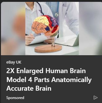 "2X Enlarged Human Brain Model 4 Parts Anatomically Accurate Brain" - ebay UK