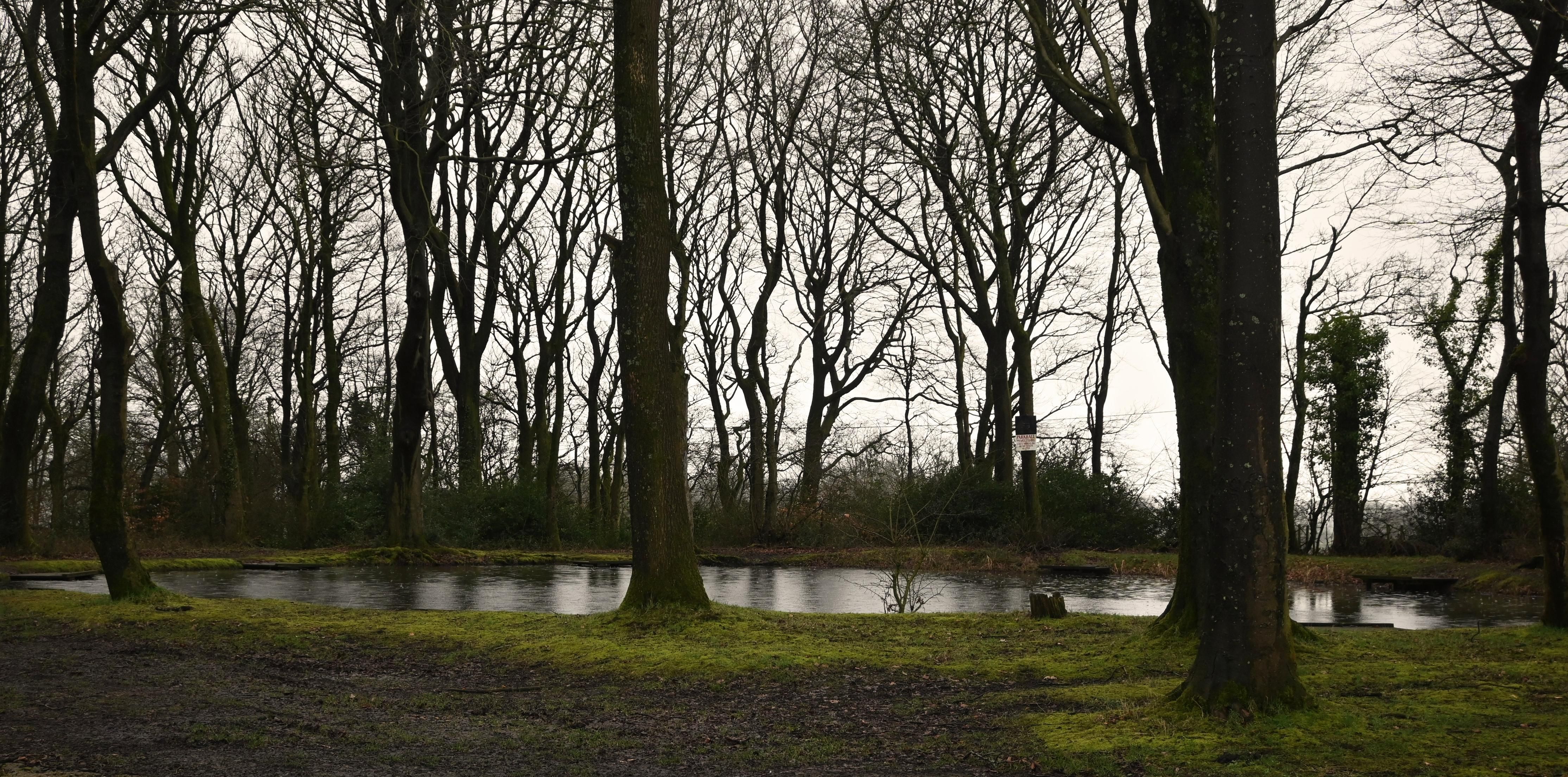 Trees around a pond with light behind them