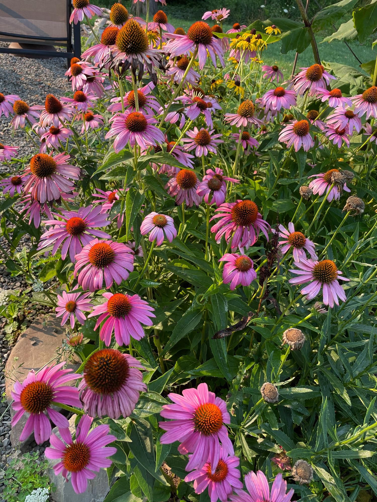 Purple cone flowers in a garden.