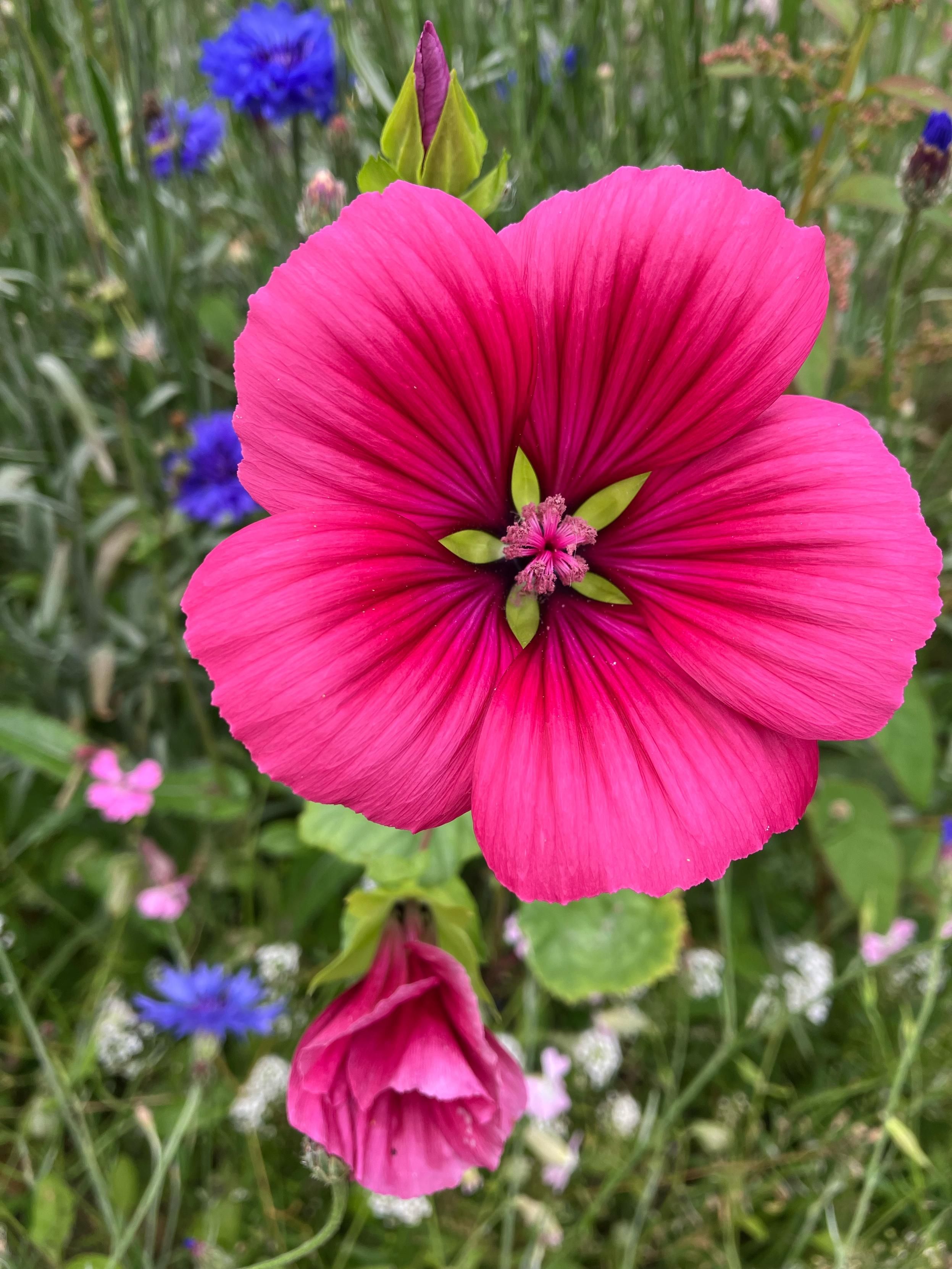 Photo of a bright pink mallow wort flower - trumpet shaped with bright green sepals. Two flowers in stages of opening and blurred blue cornflowers in the background. Also some small pale pink (silene I think) flowers below.