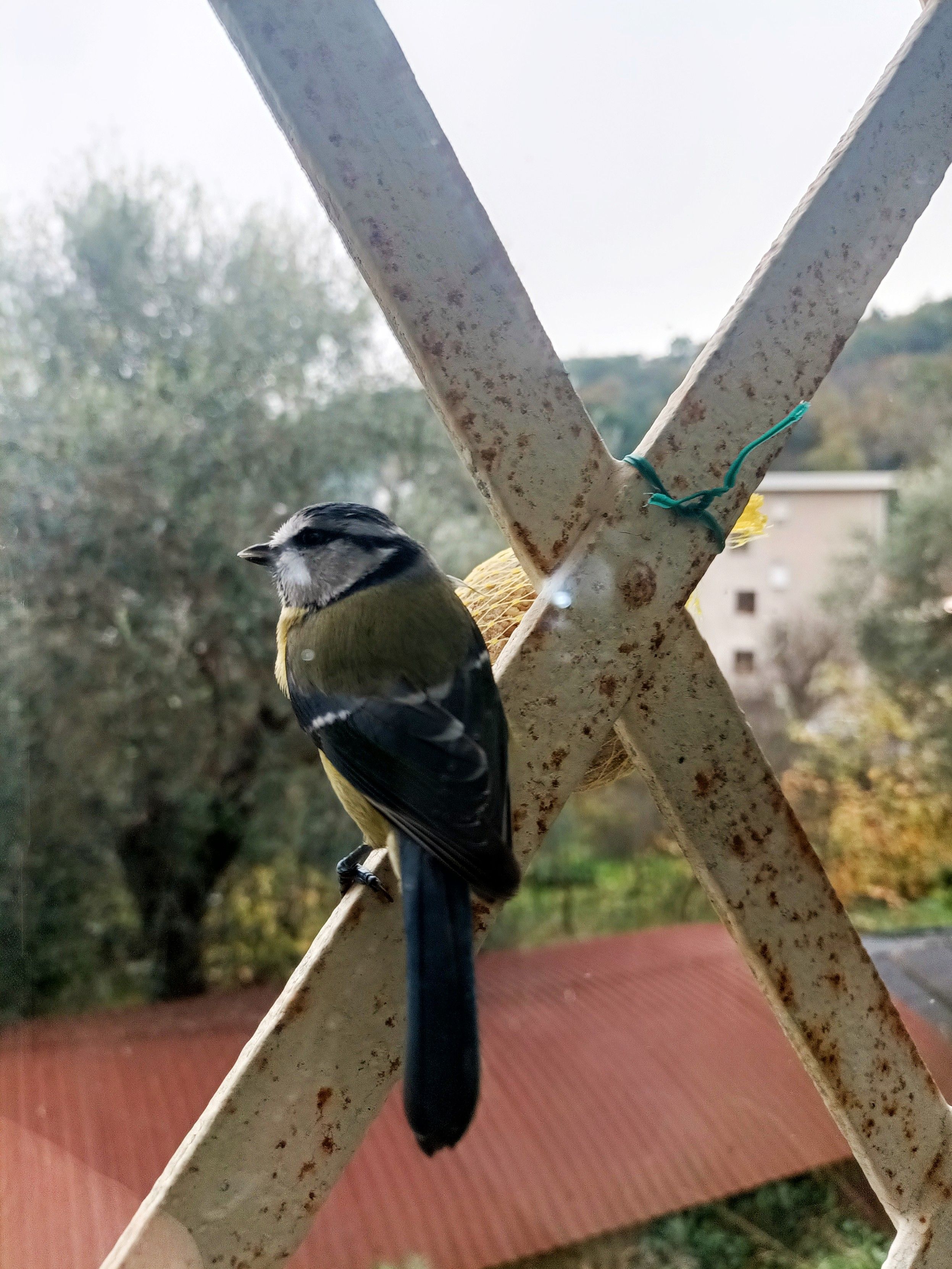 Una cinciallegra sulle sbarre di ferro di una finestra 
