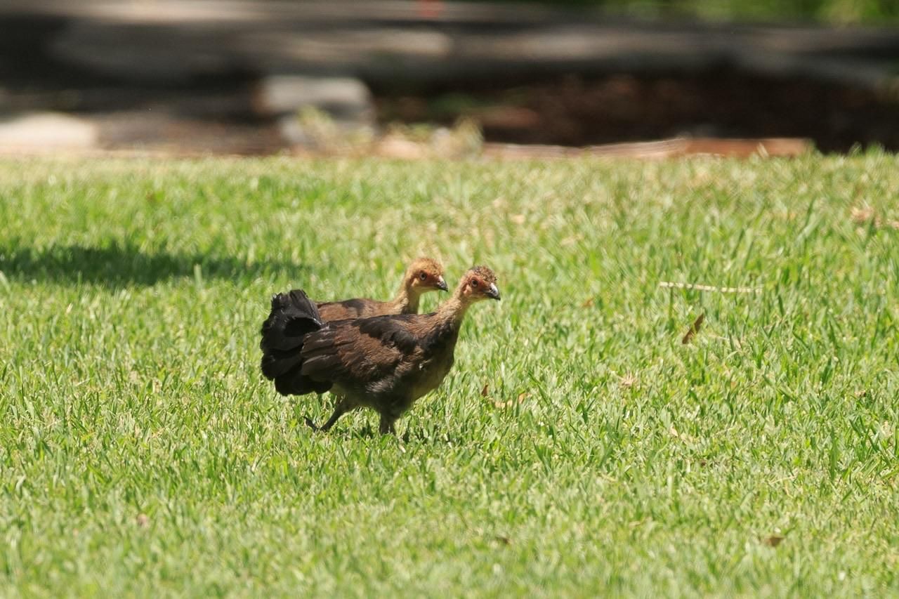 Small (bantam sized) brown and black turkeys standing next to each other walking on grass. 
