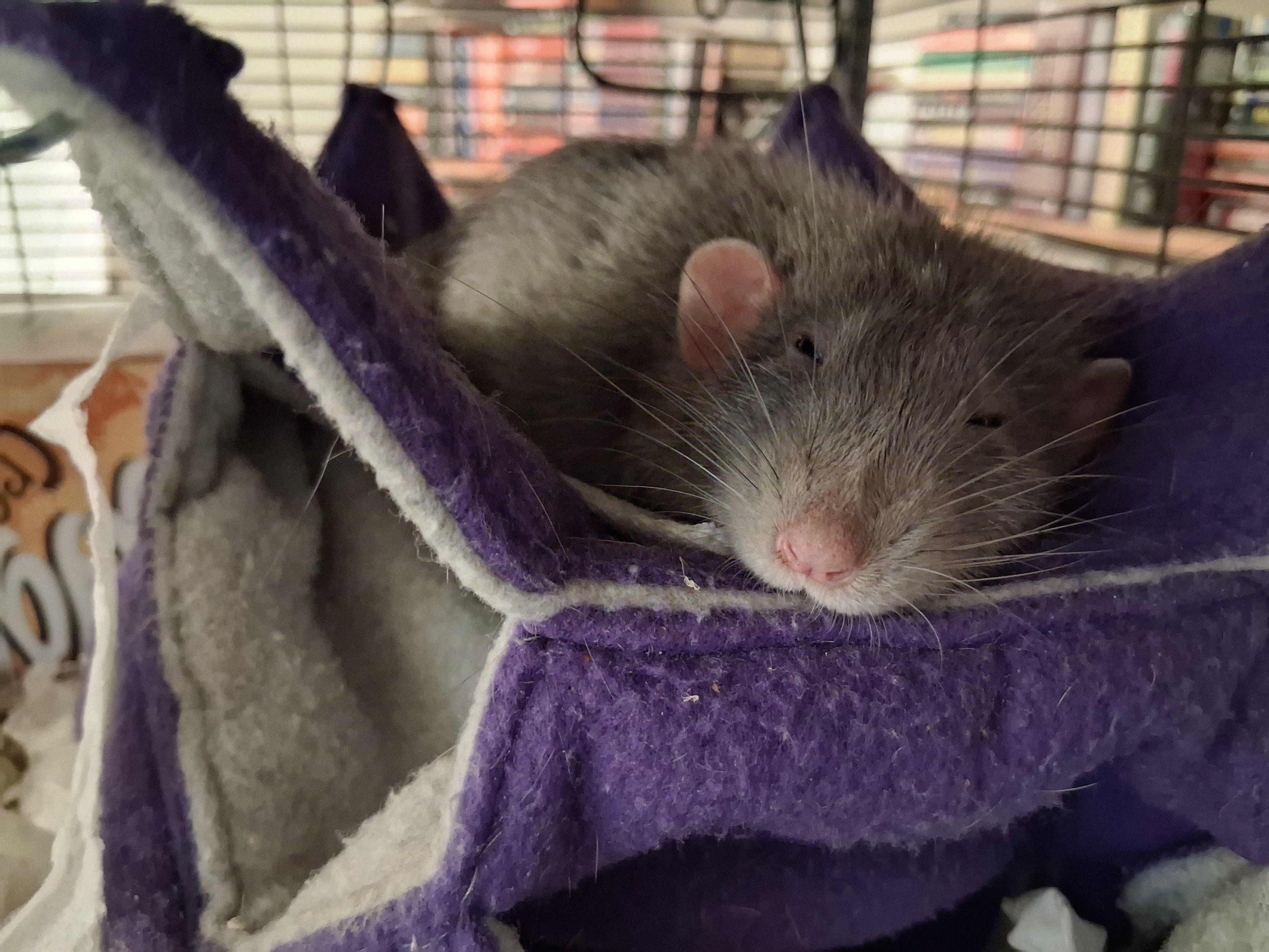 
cute pet rat lounging in a hammock, whiskers extending several inches beyond his face