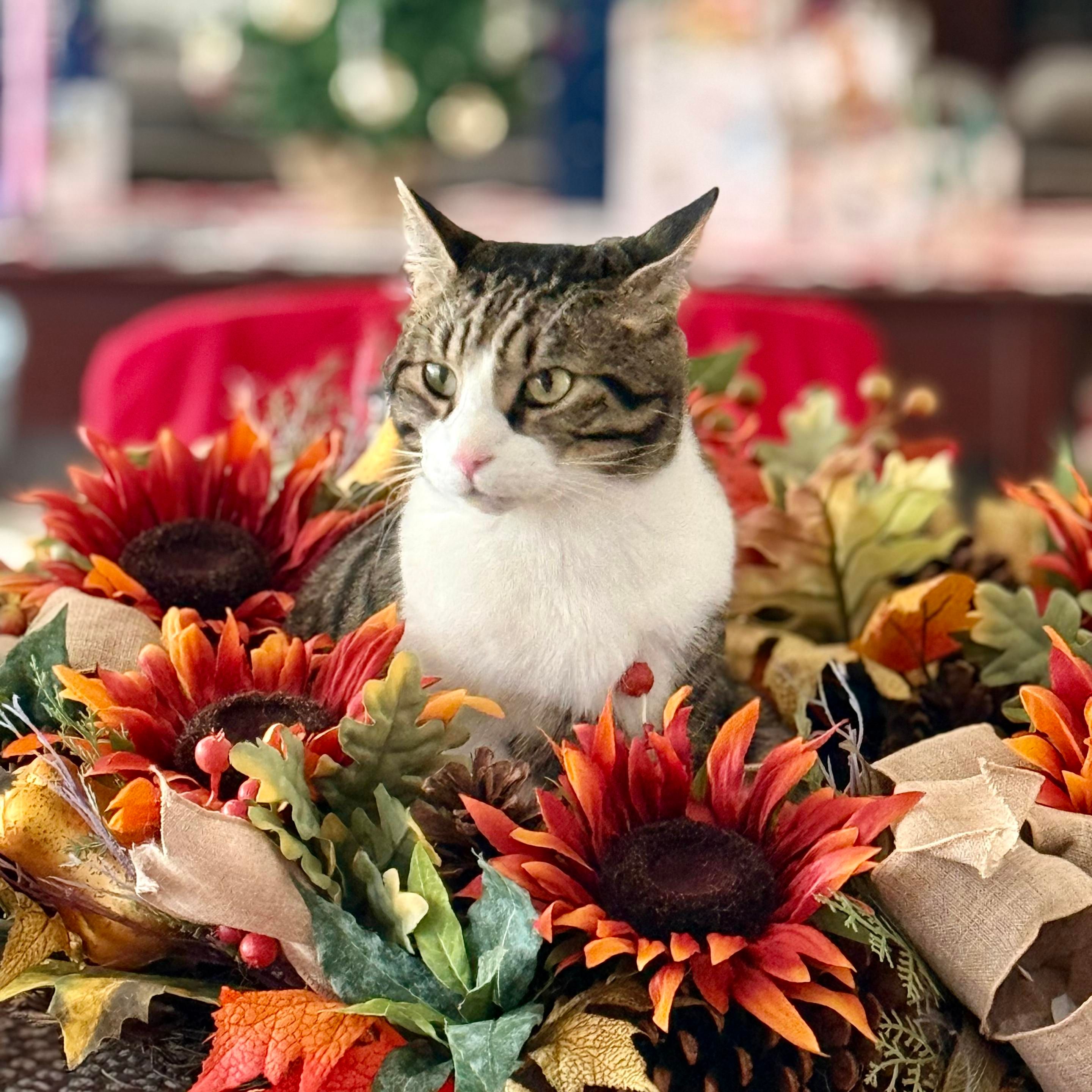 A grey and white cat sitting in the center of a wreath of flowers and autumn leaves. His head, chest and face can be seen above the center of the wreath.