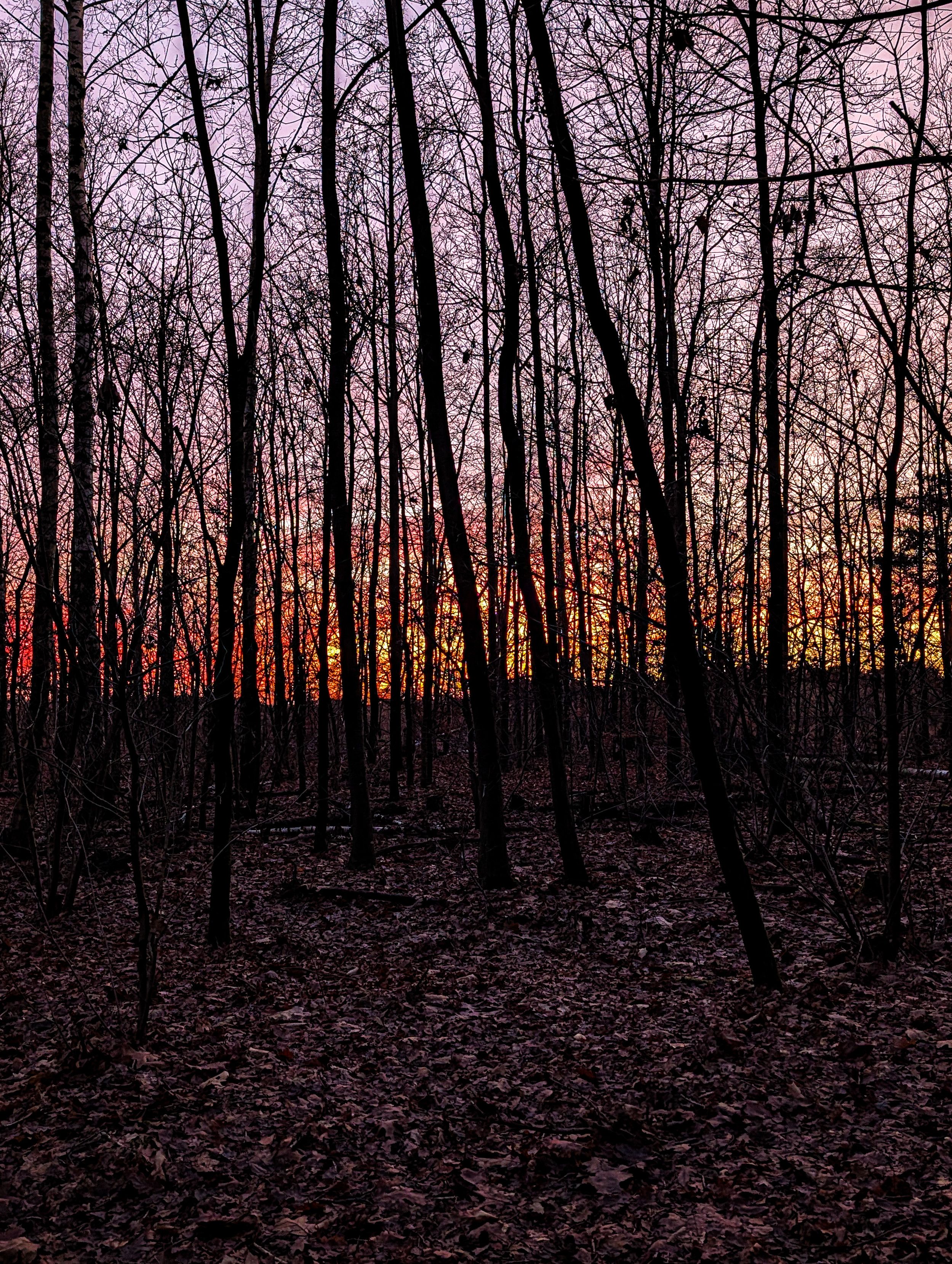 A sunset viewed through a dense, leafless birch forest. 

The foreground is a dark, textured floor covered in a thick layer of fallen leaves.

The trees are entirely in silhouette, appearing as dark, jagged vertical lines that create a rhythmic, almost barred pattern across the middle of the image. 

At the horizon, there is a fiery, intense orange and red glow, which transitions upward into a soft, hazy lavender and pale pink toward the top of the frame.