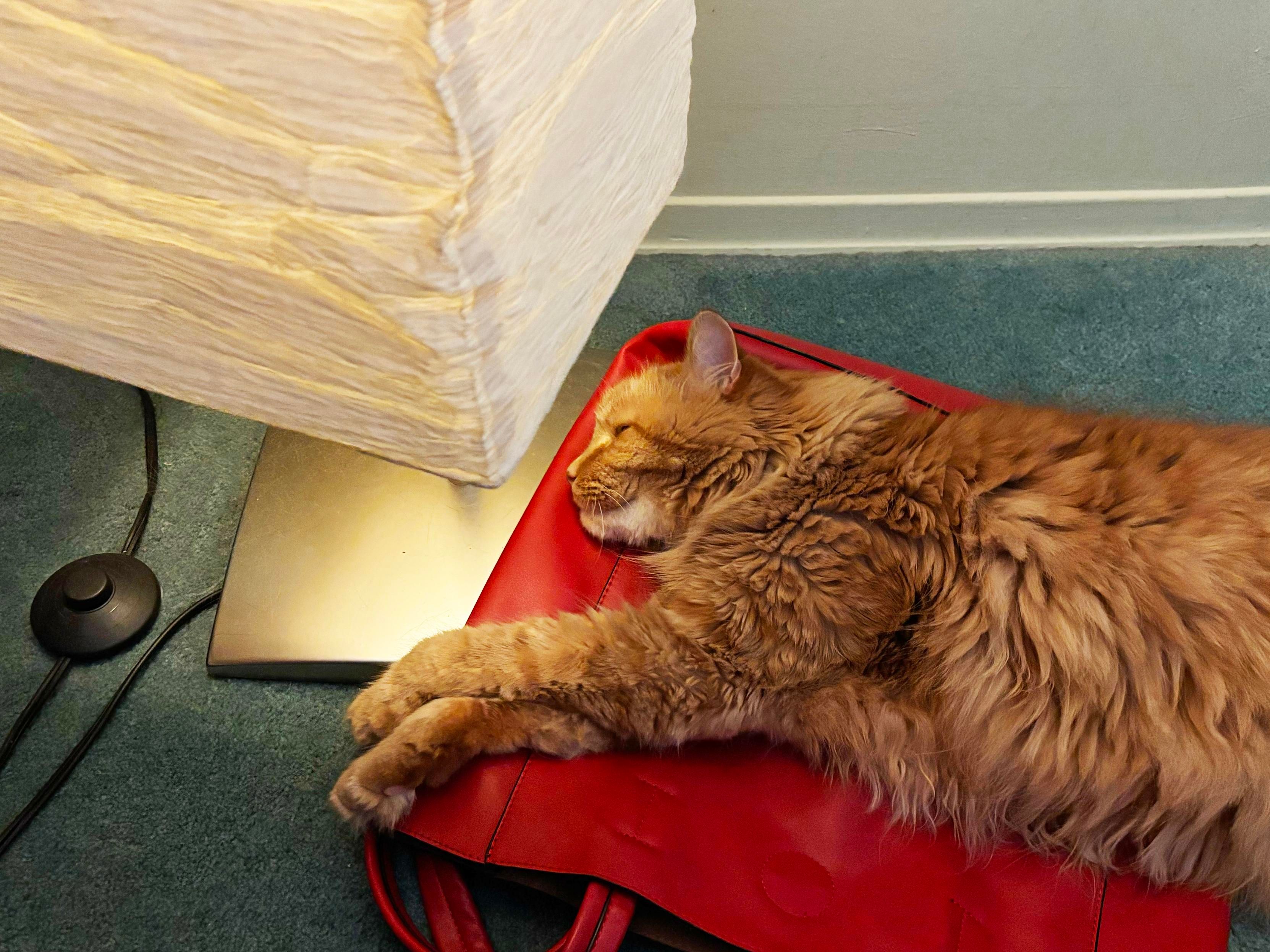 A sleeping fluffy tangerine cat on a red pleather tote bag, under a floor lamp with a paper shade.