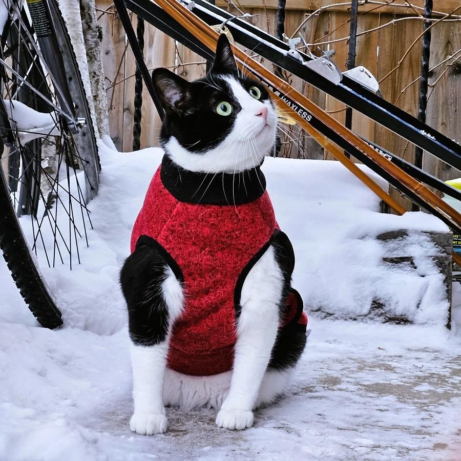 Tuxedo cat in red and black fleece, sitting on snowy front porch with x-country skis and poles in the background.