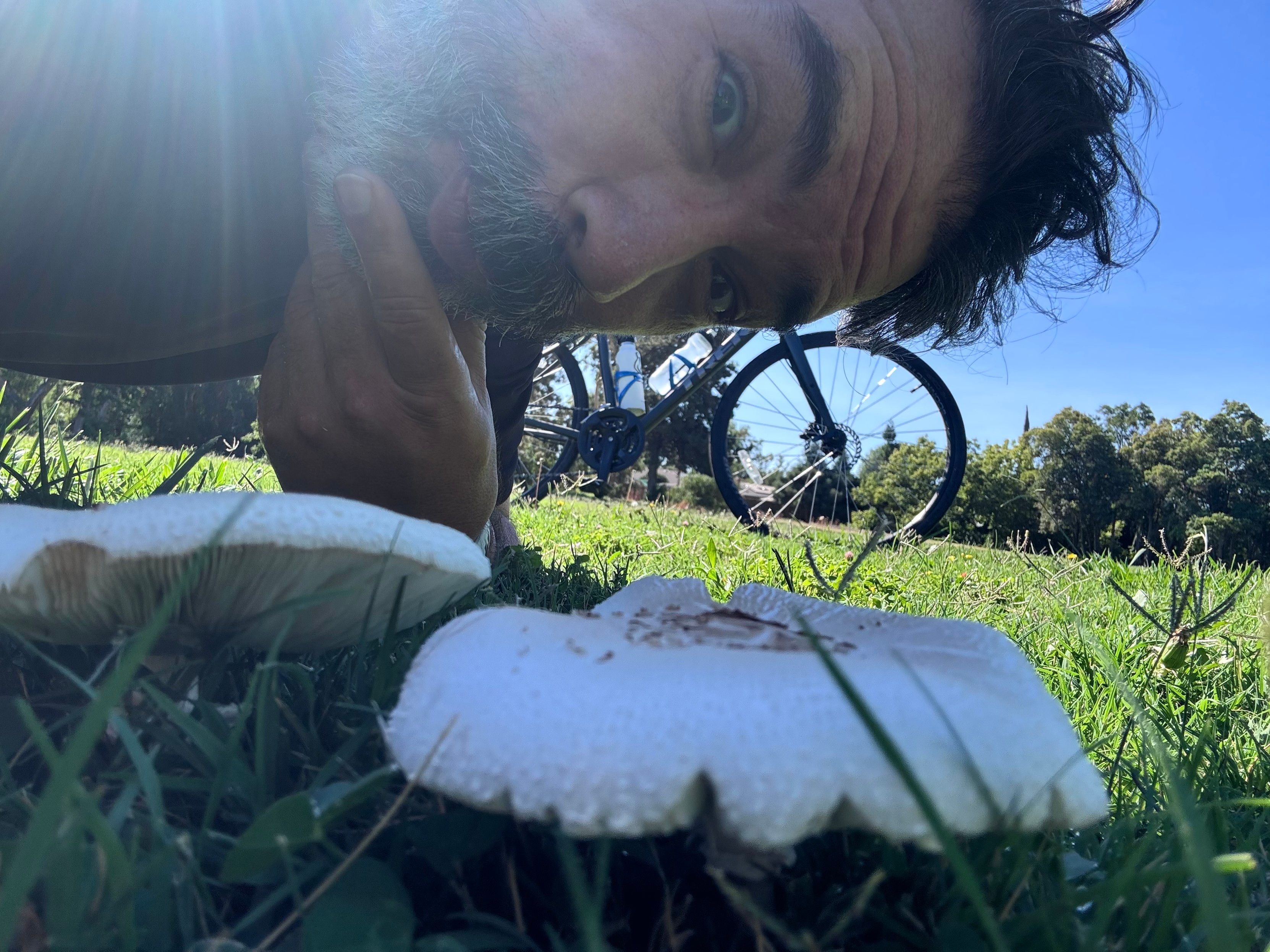 A man lying on the grass closely observing white mushrooms, with a bicycle and trees in the background under a clear blue sky.