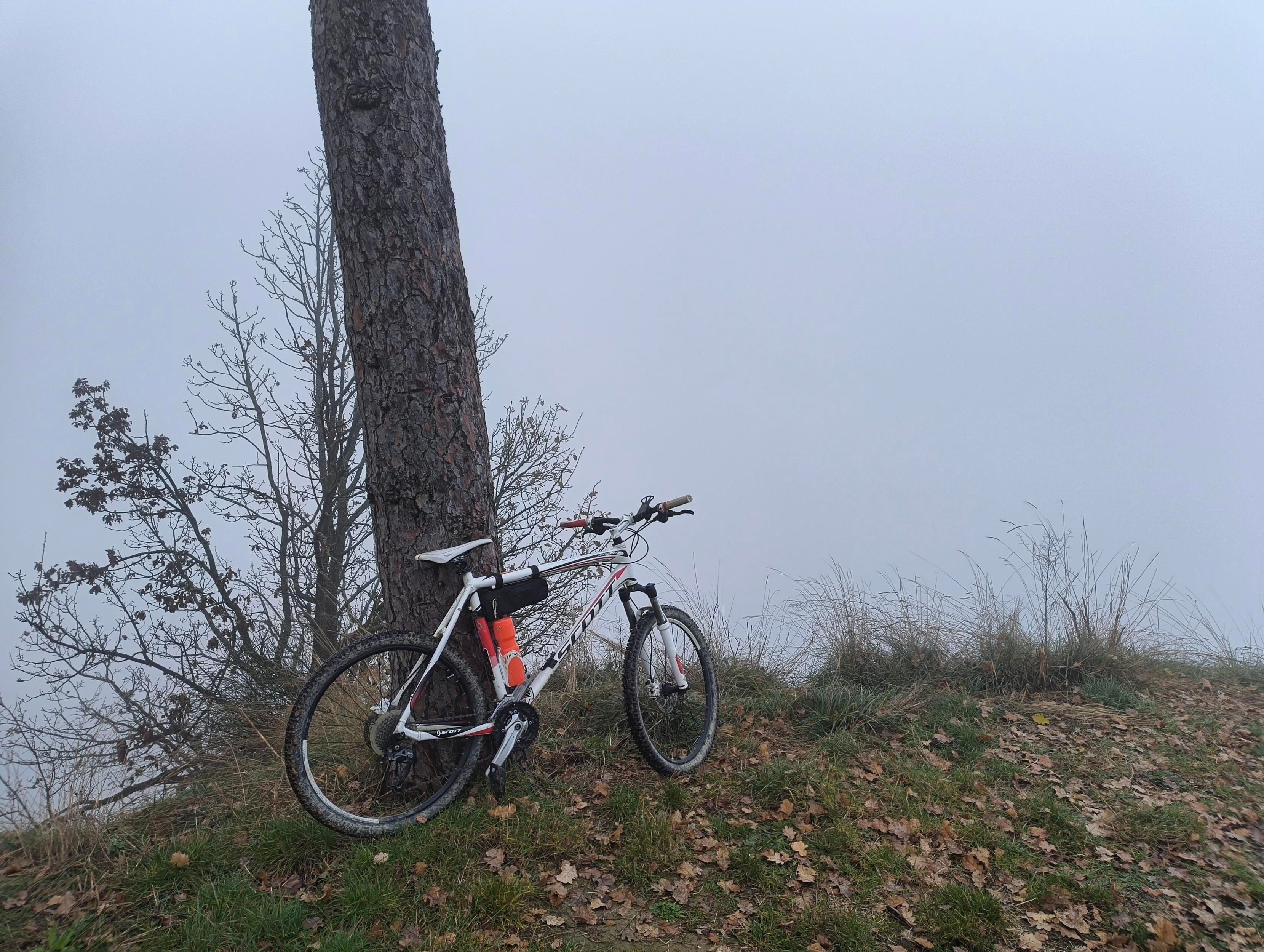 Una mountanlinnbike bianca, appoggiata al tronco di un pino. Sullo sfondo il panorama oscurato dalla nebbia.