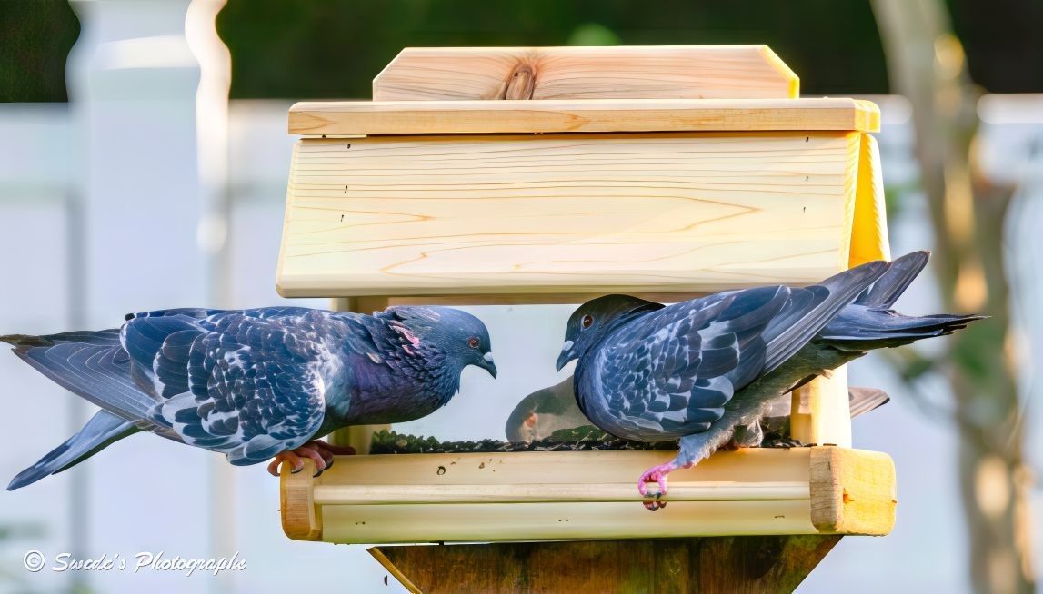"Two pigeons face off at a wooden bird feeder, their bodies angled toward each other with more intensity than harmony. Though the feeder offers a generous scattering of seeds, the birds seem more interested in asserting dominance than sharing a meal. One pigeon leans in aggressively, beak pointed toward its rival, while the other flares its neck feathers in a defensive posture, mid-peck.

The feeder itself is rustic and functional—mounted on a weathered wooden post with a slanted roof that casts a soft shadow over the scene. Its barn-like simplicity contrasts with the charged energy of the birds. Their feathers shimmer with iridescent blues and purples, catching the light as they jostle for position, each trying to claim the best spot at the table.

The background blurs into a soft wash of greens and browns, isolating the moment and drawing focus to the feathery squabble. It’s a snapshot of nature’s pecking order—literally—captured in a flash of motion and instinct. In the bottom left corner, the watermark “© Swede’s Photographs” quietly marks the image’s origin." - Copilot