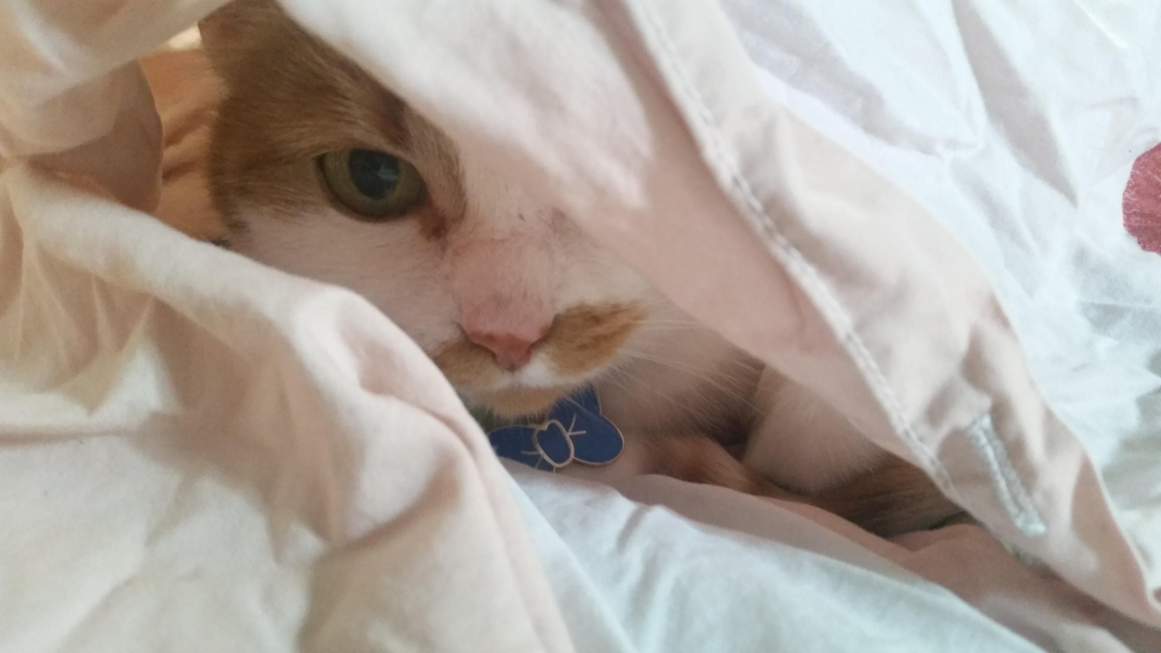 Queen Felicia, an orange and white cat, peeking out from under a sheet. She's "helping" us make the bed.