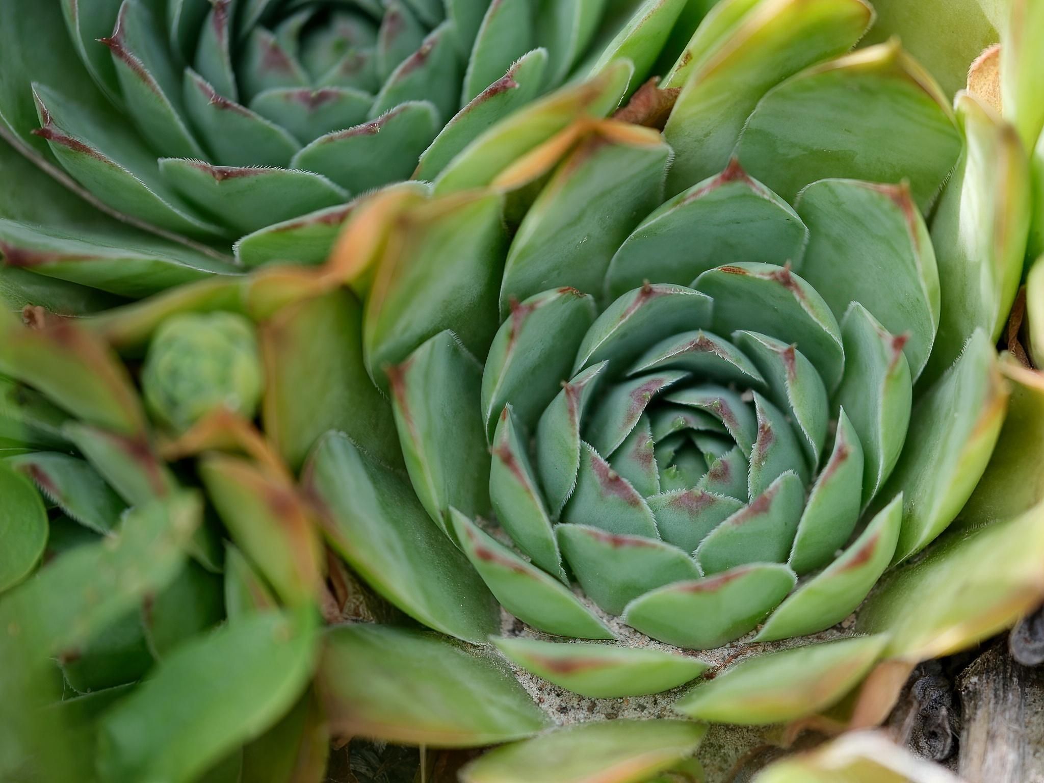 Succulent plants with thick, pointy leaves arranged in tightly packed rosettes.