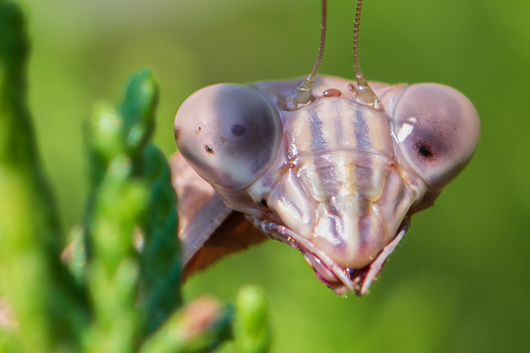 Extreme closeup photograph of a praying mantis (likely a Chinese mantis or Tenodera sinensis) peering around the side of a small group of conifer needles. Only the mantis's face is visible and it’s looking directly at the camera. Mantises have compound eyes that can act independently and in this case the left pupil is looking at the camera while the right eye is looking down and to the left. is facing the camera. This variety has a pale gray exoskeleton with darker markings. Mantis have long, tubular abdomens and thoraxes, six segmented legs, two long segmented antennae, two large, compound eyes that can move independently and are separated by what appears to be a square face plate which, along with its larger size, is indicative of the Chinese mantis species.