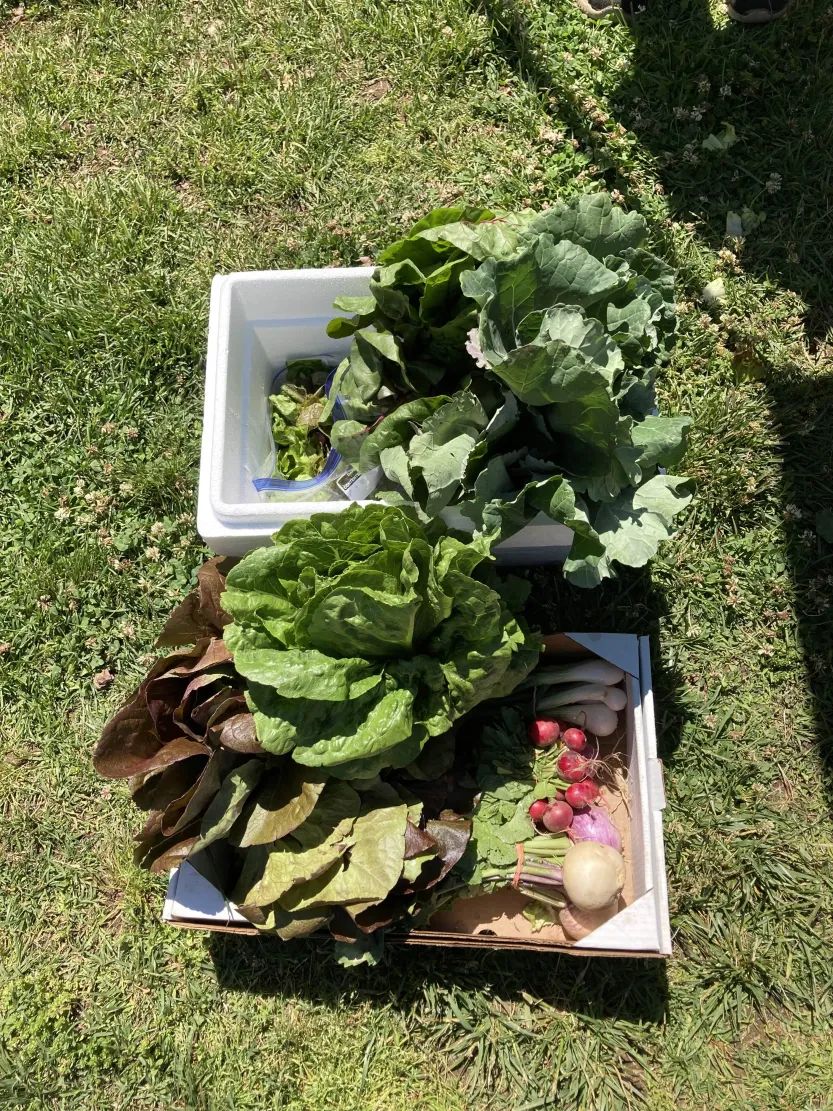A picture of the donation box filled with fresh produce donated by neighbors who purchased some at the farmer's market.