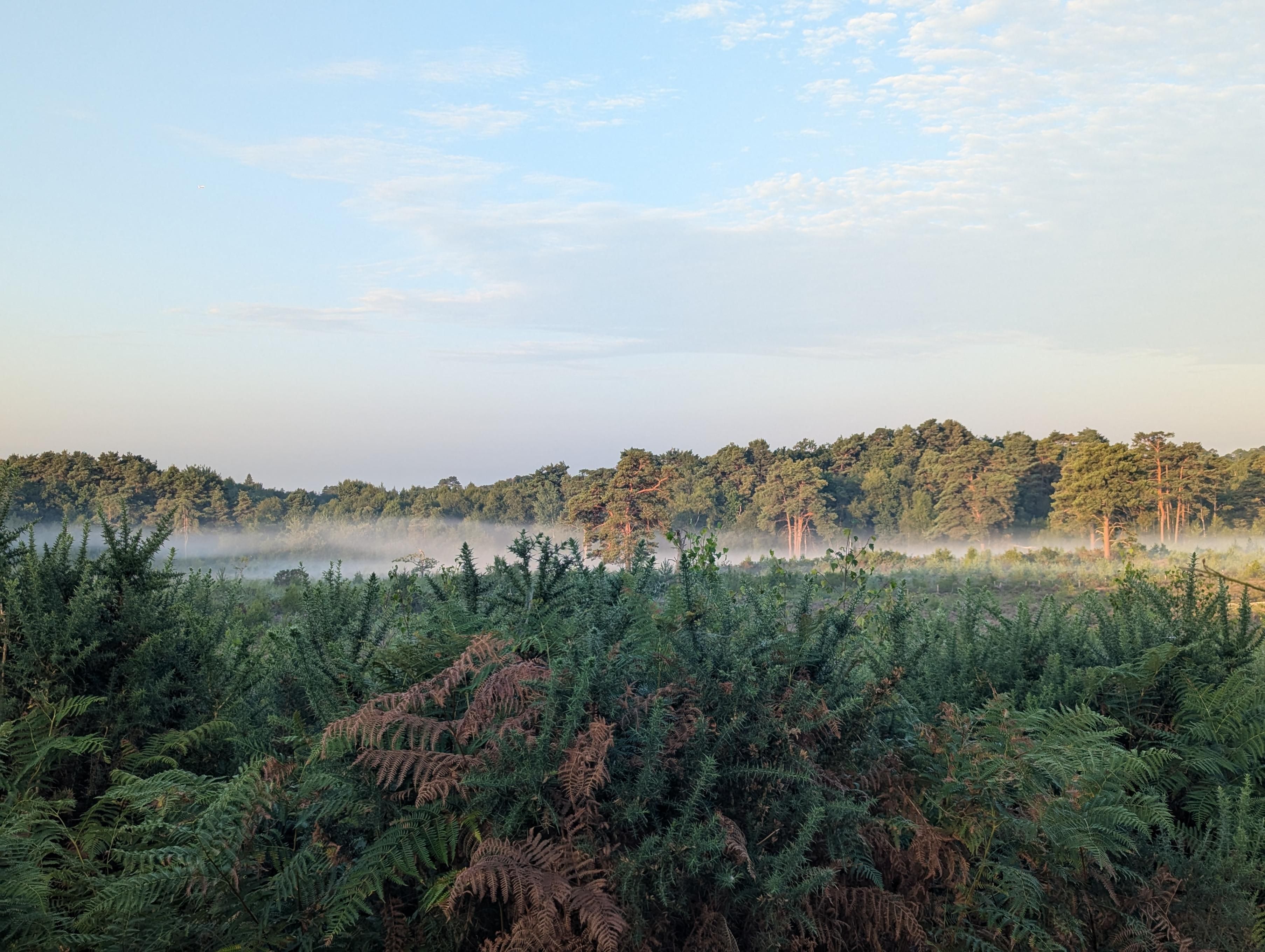Countryside scene, in the foreground is bracken and gorse behind which is a marshy area with a thin band of mist retreating from the rising sun which illuminates the trees beyond 