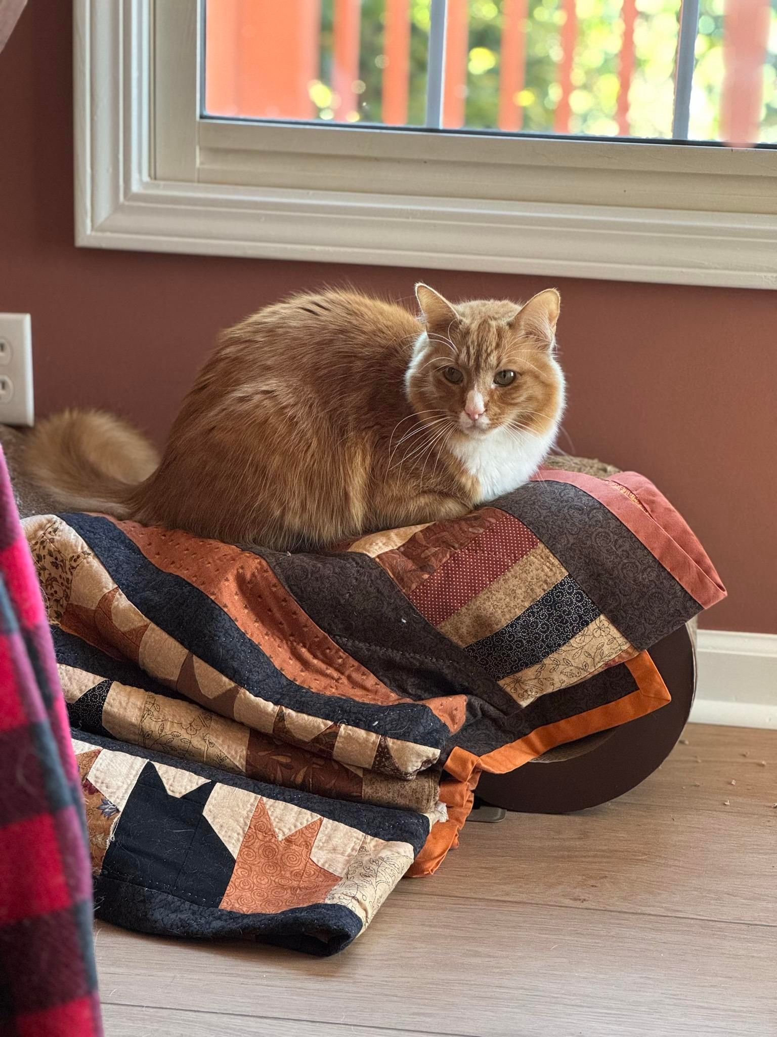 Sir Wobbles, an orange cat, loafing on a quilt on top of his scratcher next to the window and looking thoughtful.