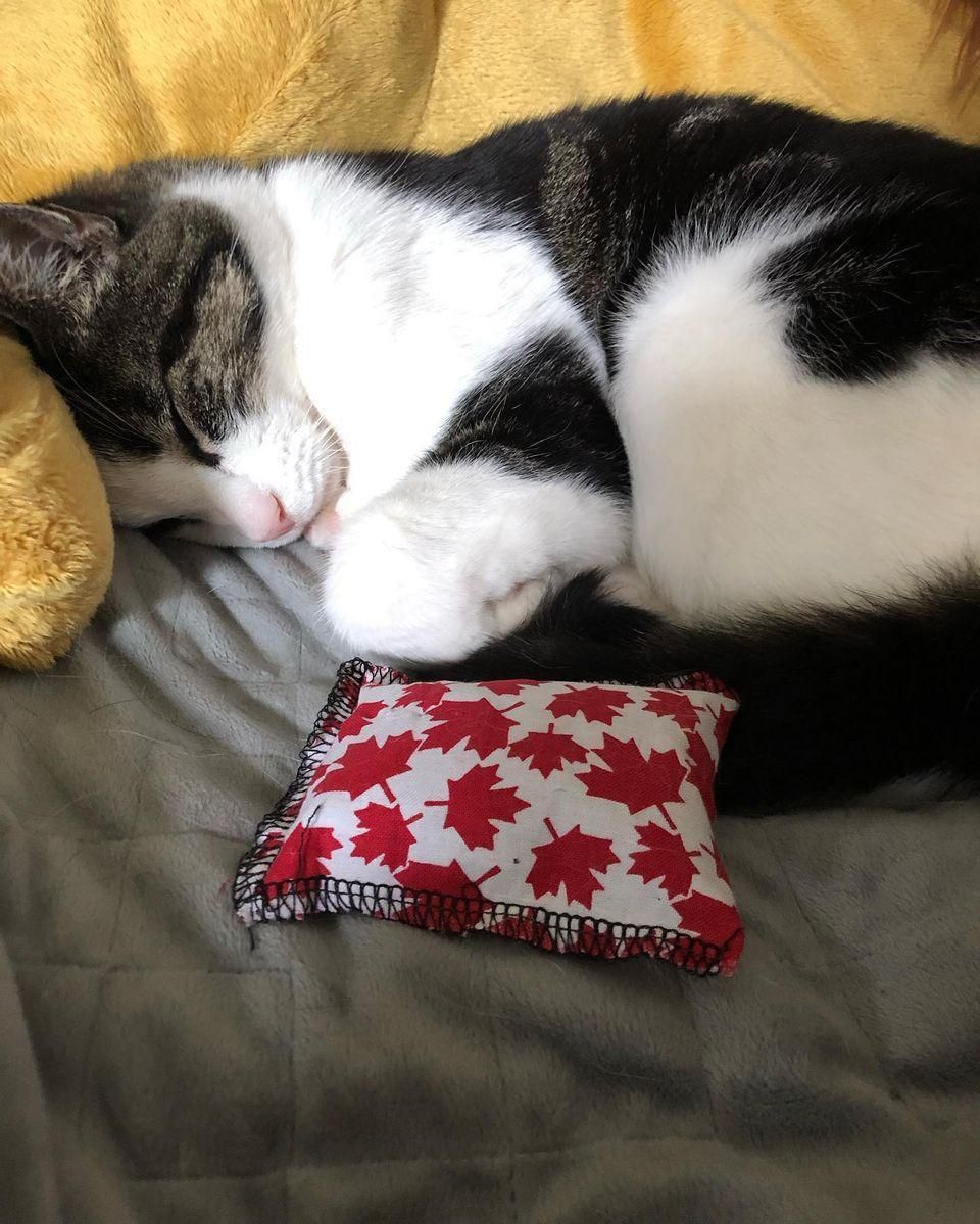 close-up photo of a black and white domestic shorthair cat named La Vita, curled up asleep on a grey blanket. She is resting her chin on her tucked paws. Lying in front of her is a small, rectangular fabric catnip pillow with a bright red and white Canadian maple leaf pattern. The cat has white markings on her chest and nose, and dark tabby stripes on her head and back. She looks peaceful while resting next to her favourite toy.