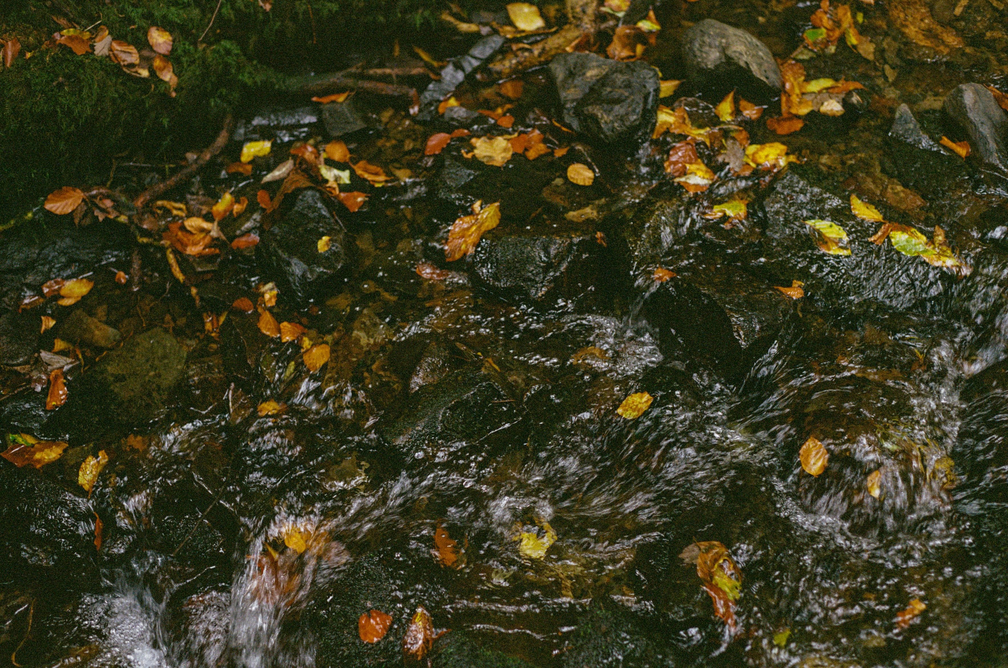 Auburn leaves floating in dark, flowing water.