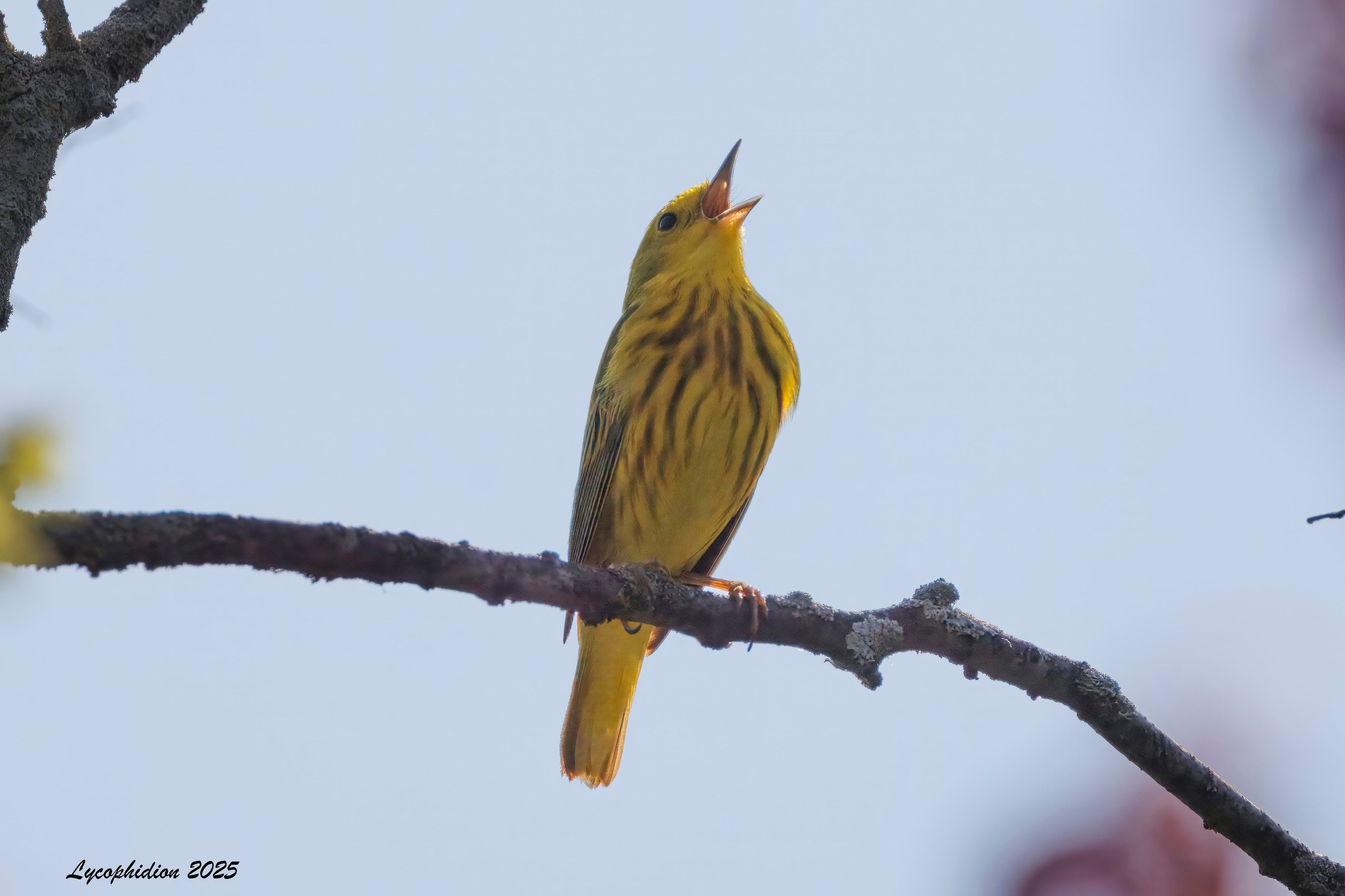 Male Yellow Warbler singing while perched on a branch. "Yellow Warblers are uniformly yellow birds. Males are a bright, egg-yolk yellow with reddish streaks on the underparts. Both sexes flash yellow patches in the tail. The face is unmarked, accentuating the large black eye." (AllAboutBirds)