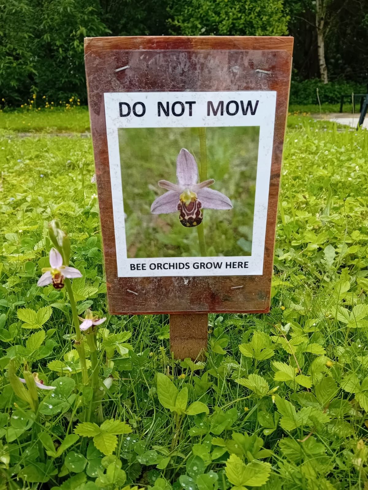 Photo is a sign in the grass "Do not mow. Bee orchids grow here". Next to the sign is a bee orchid growing here.