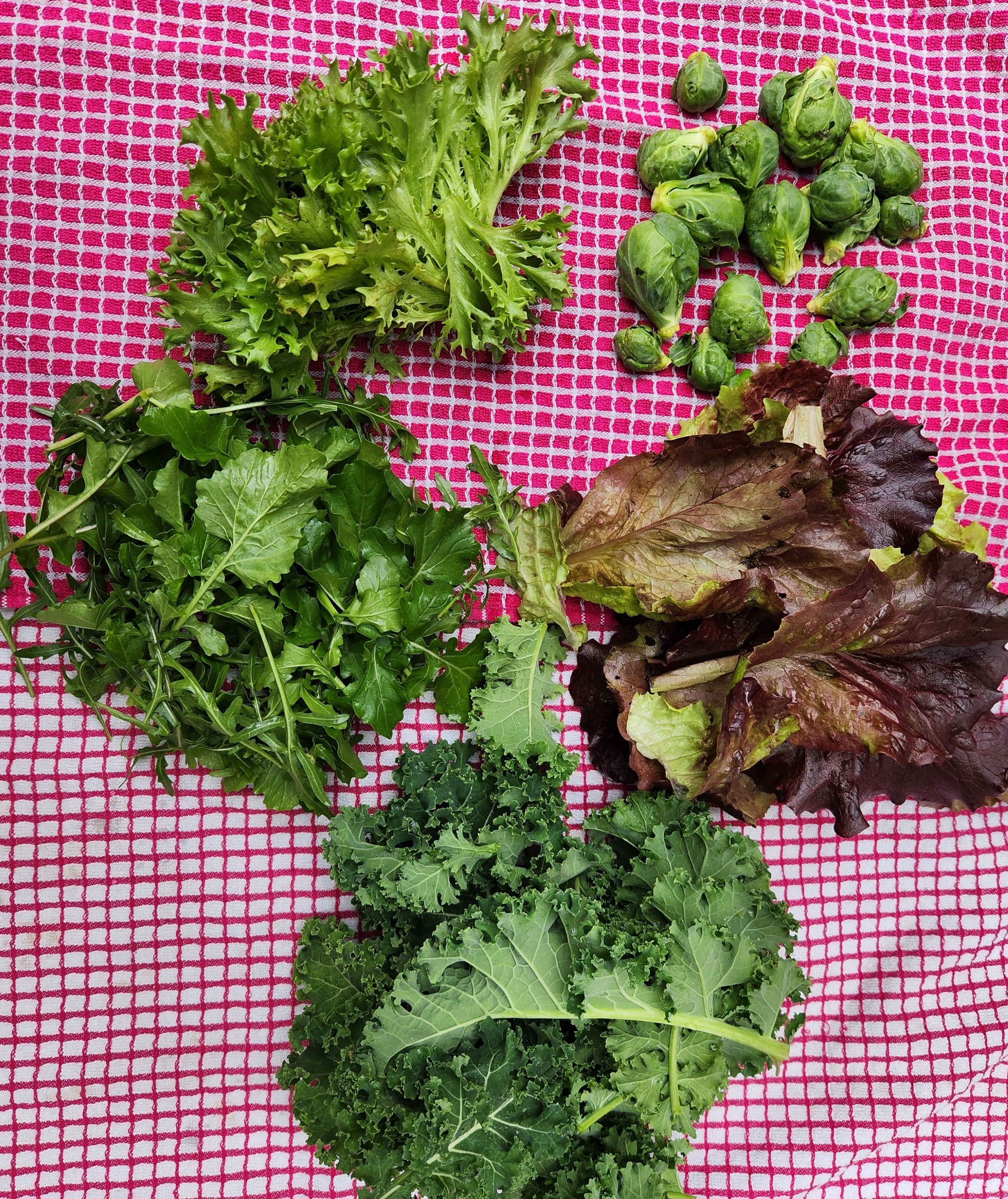 A small harvest of lettuces, arugulas, brussels sprouts, kale on red checked cloths.