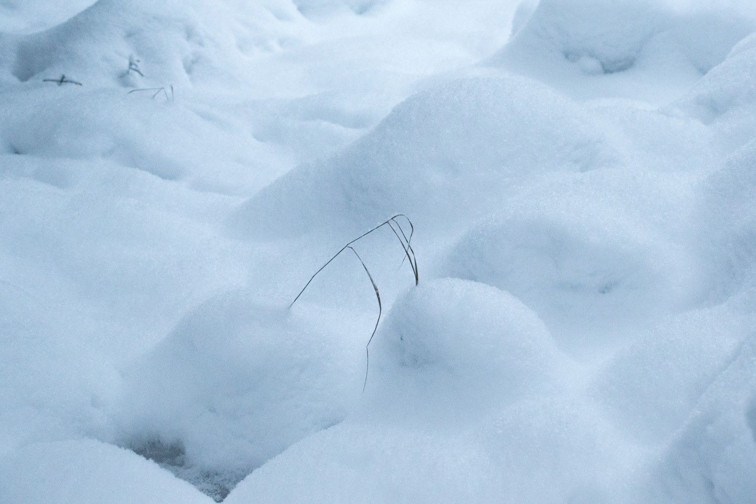 Lumen peittämiä saramättäitä, joiden ympärilläkin hanki peittää kaiken. Yksittäinen kuiva heinä pistää esiin lumesta. Mättäiden välissä erottuu pieni kosteaa kohta tummempana laikkuna.