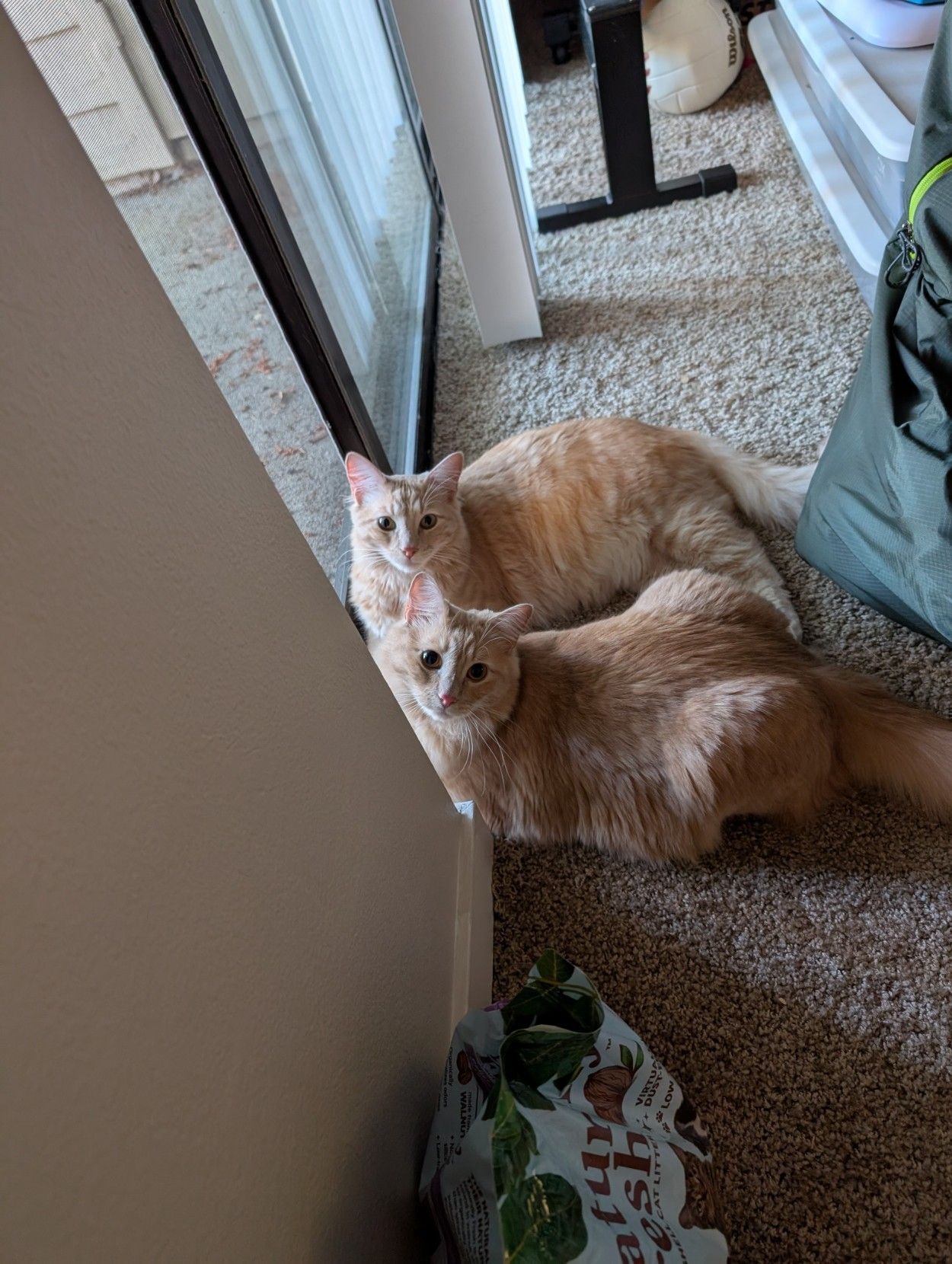 Two cats looking out the window