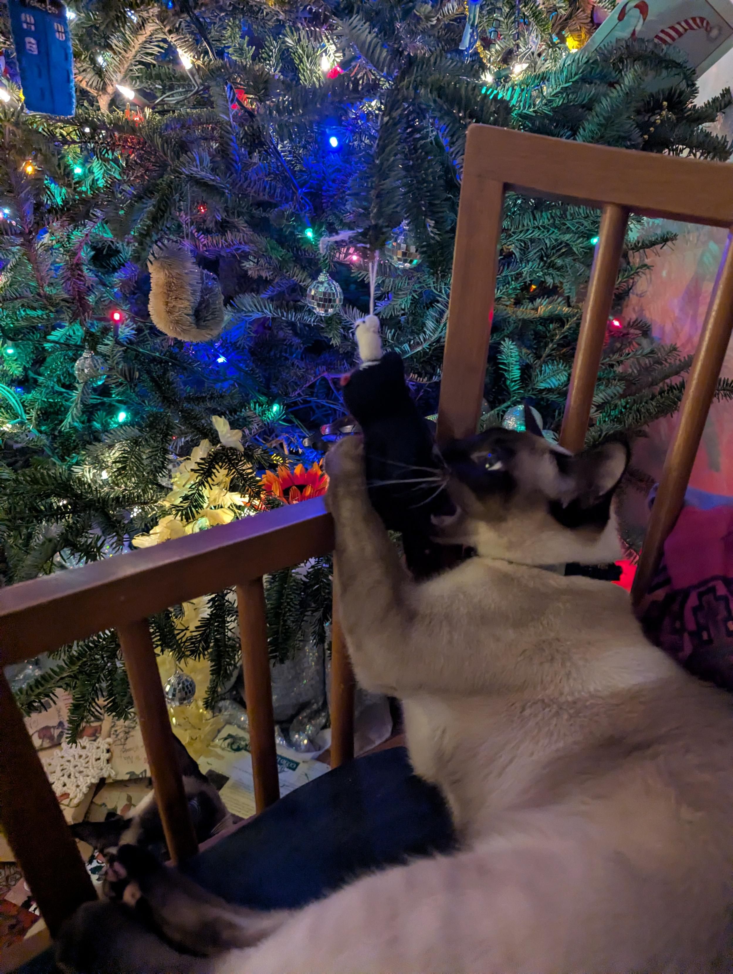 Siamese cat on a chair reaching up to paw a cat shaped Christmas ornament and bite it