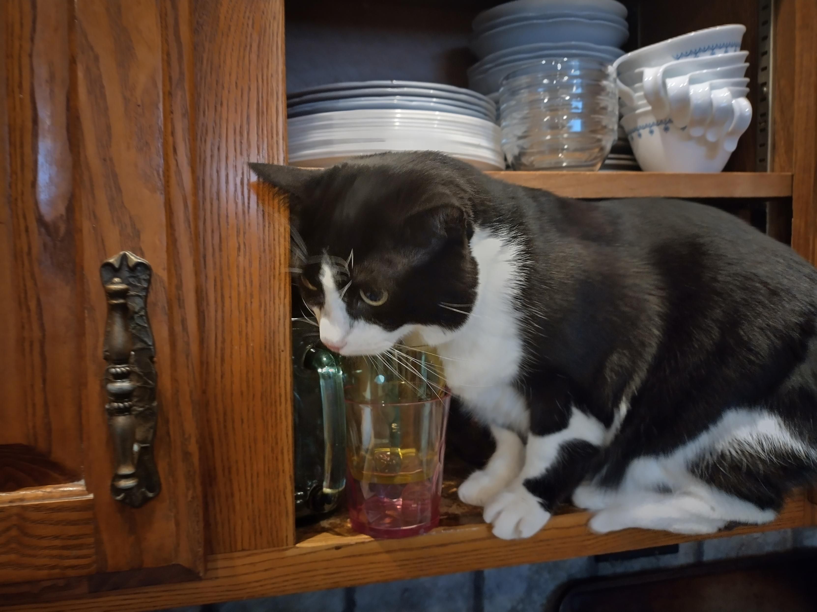 A cat sitting awkwardly in a cabinet of dishes 