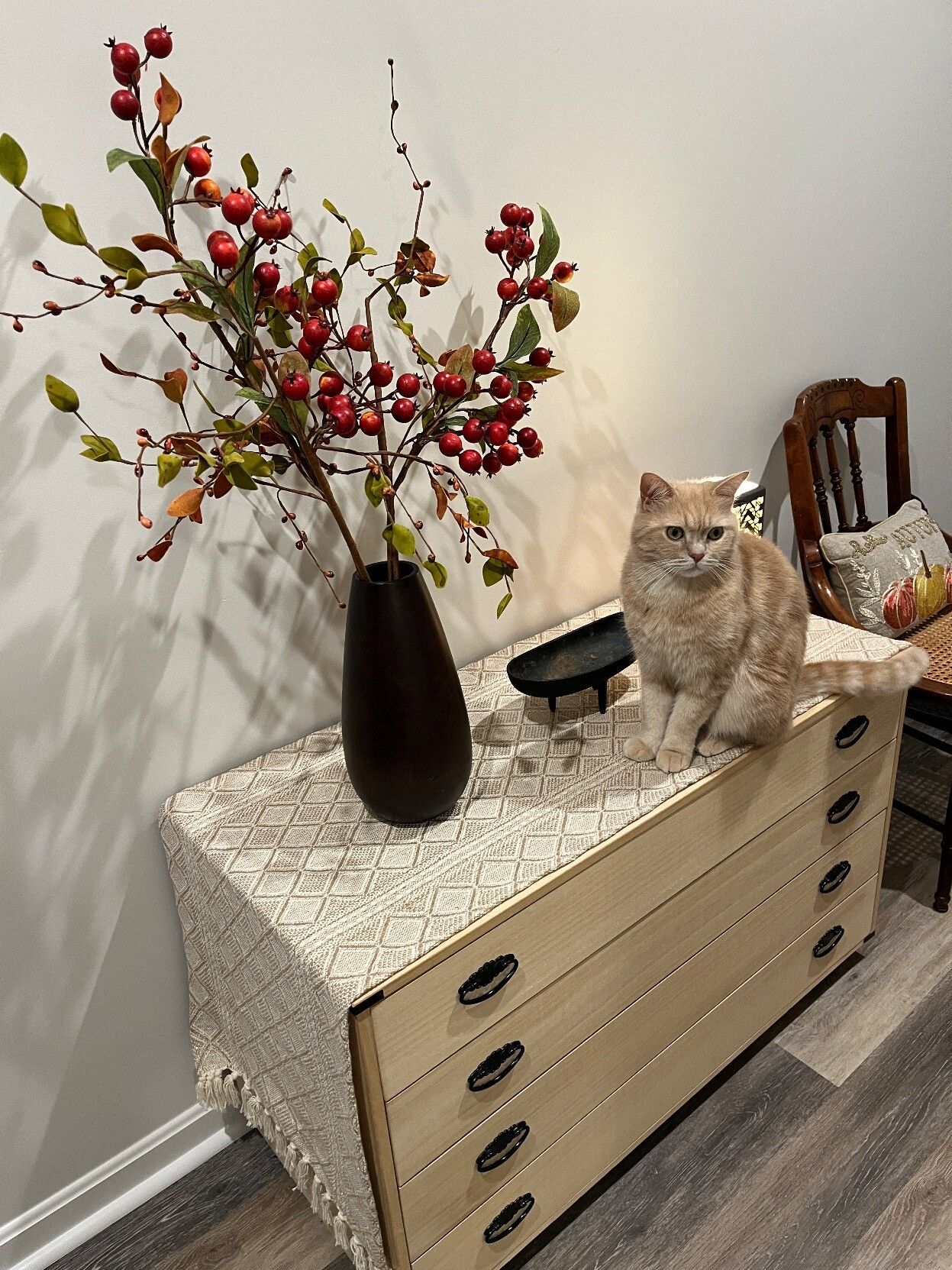 Cream Tabby on a Japanese tansu (kimono cabinet) with a flower arrangement on top